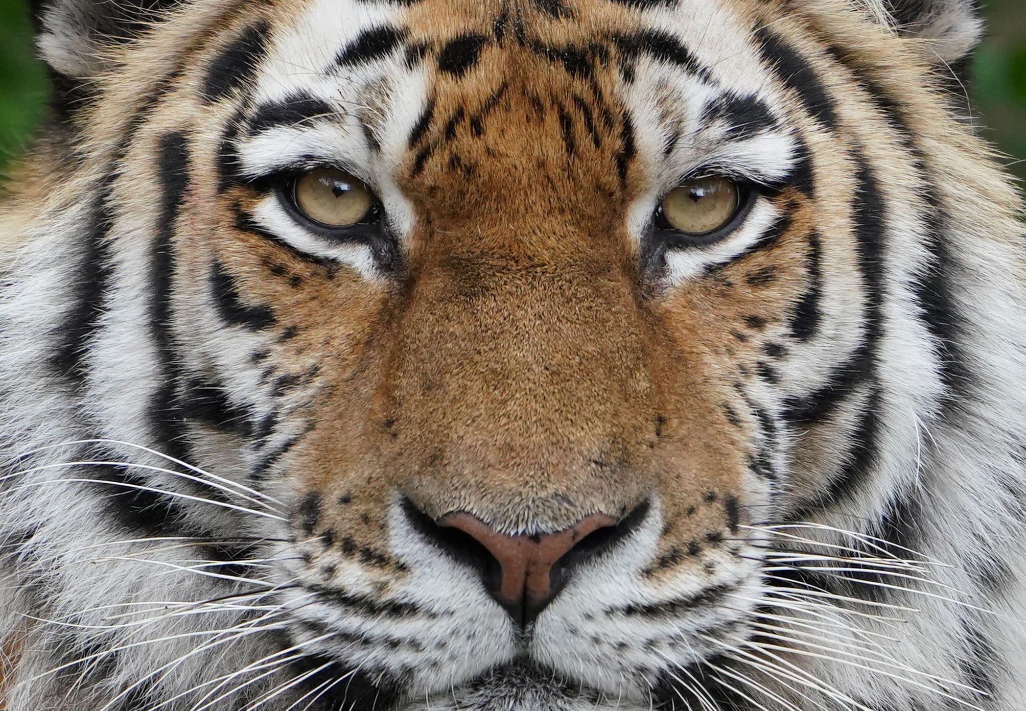 Läuft am Geiseltalsee in Sachsen-Anhalt eine Großkatze frei herum?