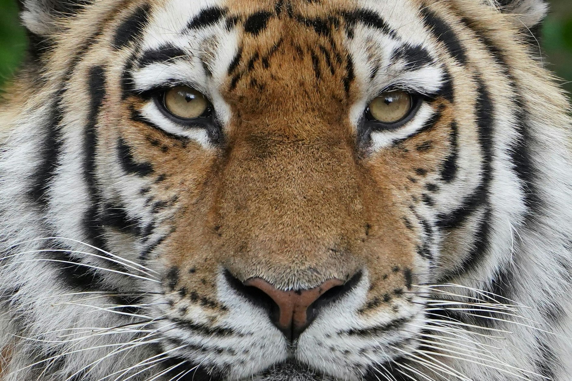 Sibirischer Tiger (Symbolbild)