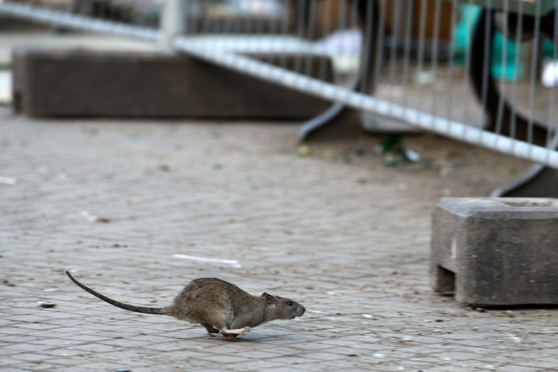 Auf dem Hermannplatz ist der „ideale Lebensraum“ für Ratten entstanden, teilt der Bezirk Neukölln mit.