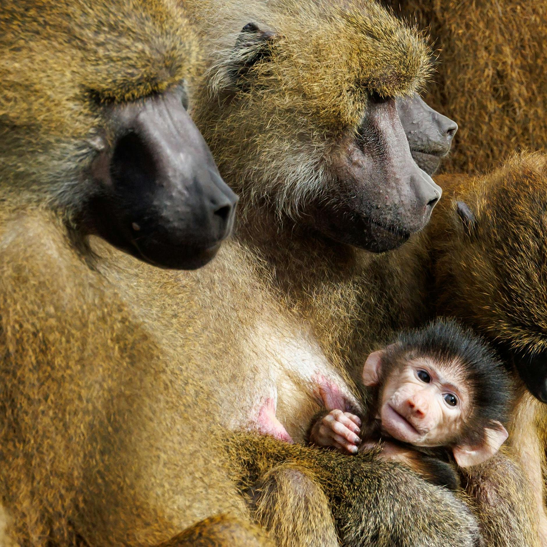 Keiner will sie! Zoo will Paviane töten