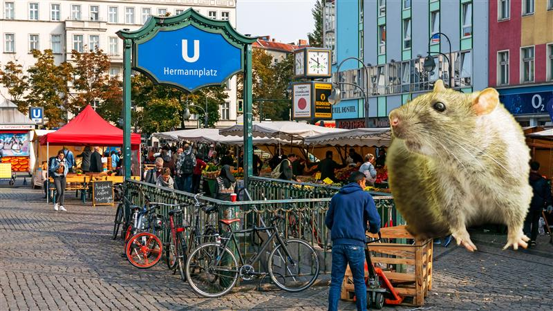 Image - Rattenplage auf dem Hermannplatz! Jetzt schlägt das Bezirksamt Alarm