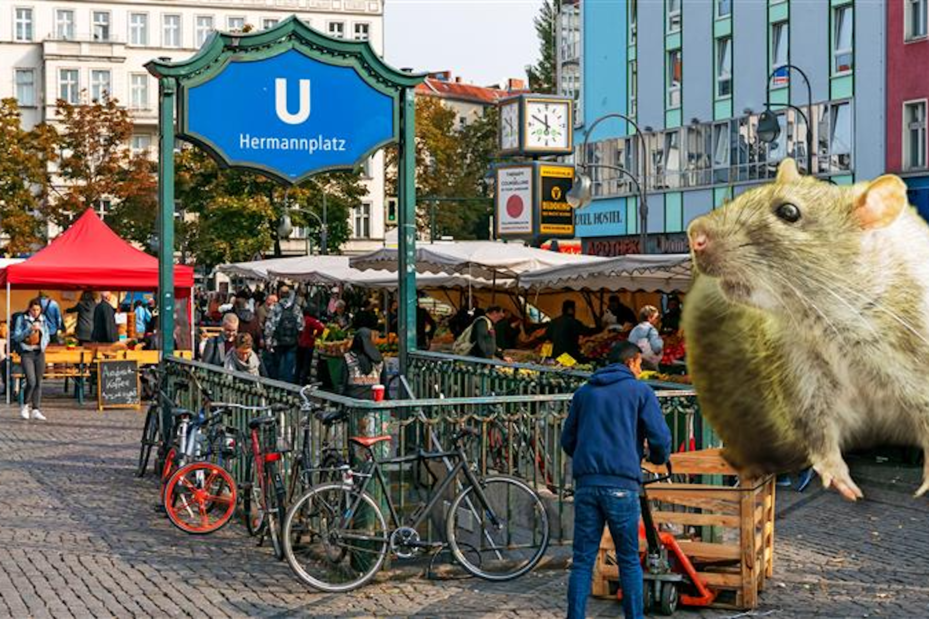 Wanderratten haben sich auf dem Hermannplatz in Neukölln breit gemacht.