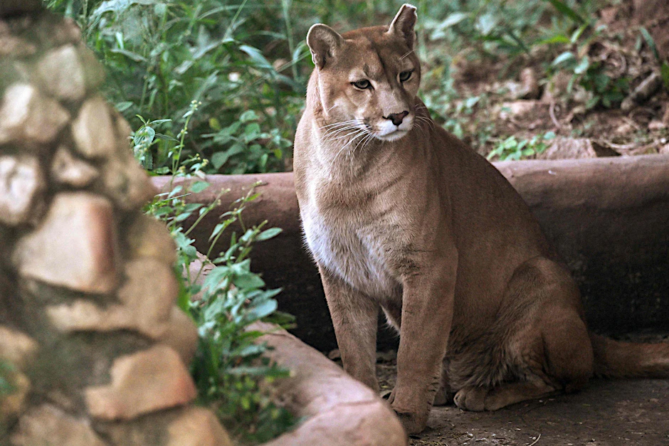 Ein Puma soll in Sachsen-Anhalt unterwegs sein.