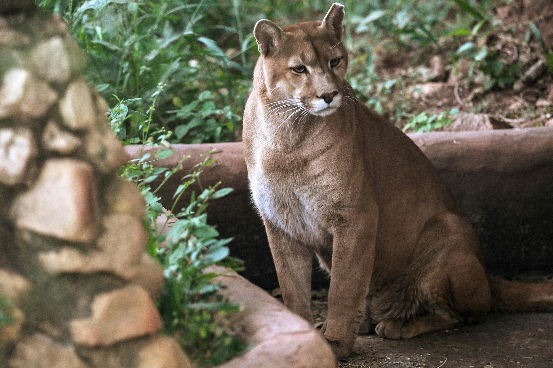 Ein Puma soll in Sachsen-Anhalt unterwegs sein.