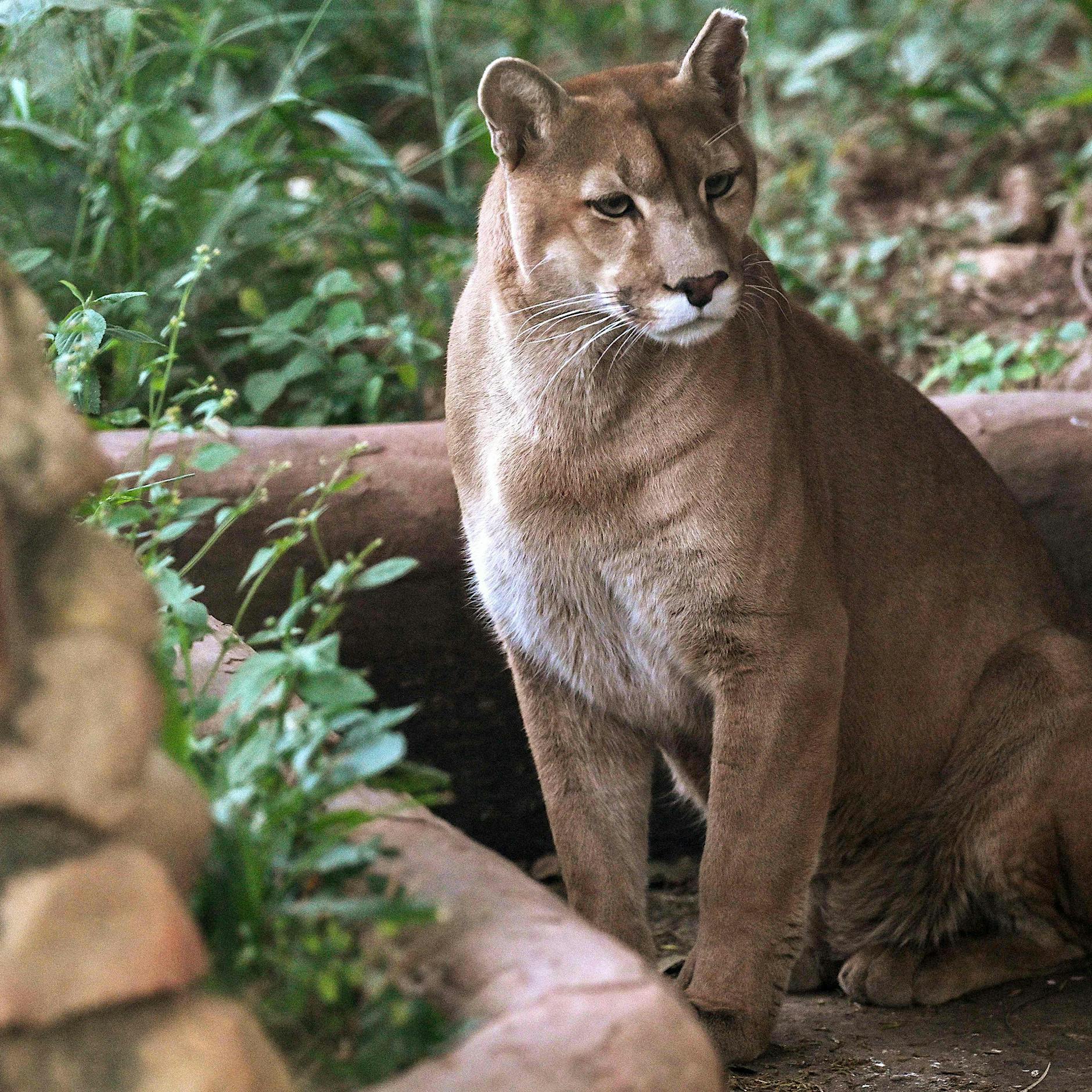 Raubtier in Sachsen-Anhalt: Streift ein Puma um den Geiseltalsee?