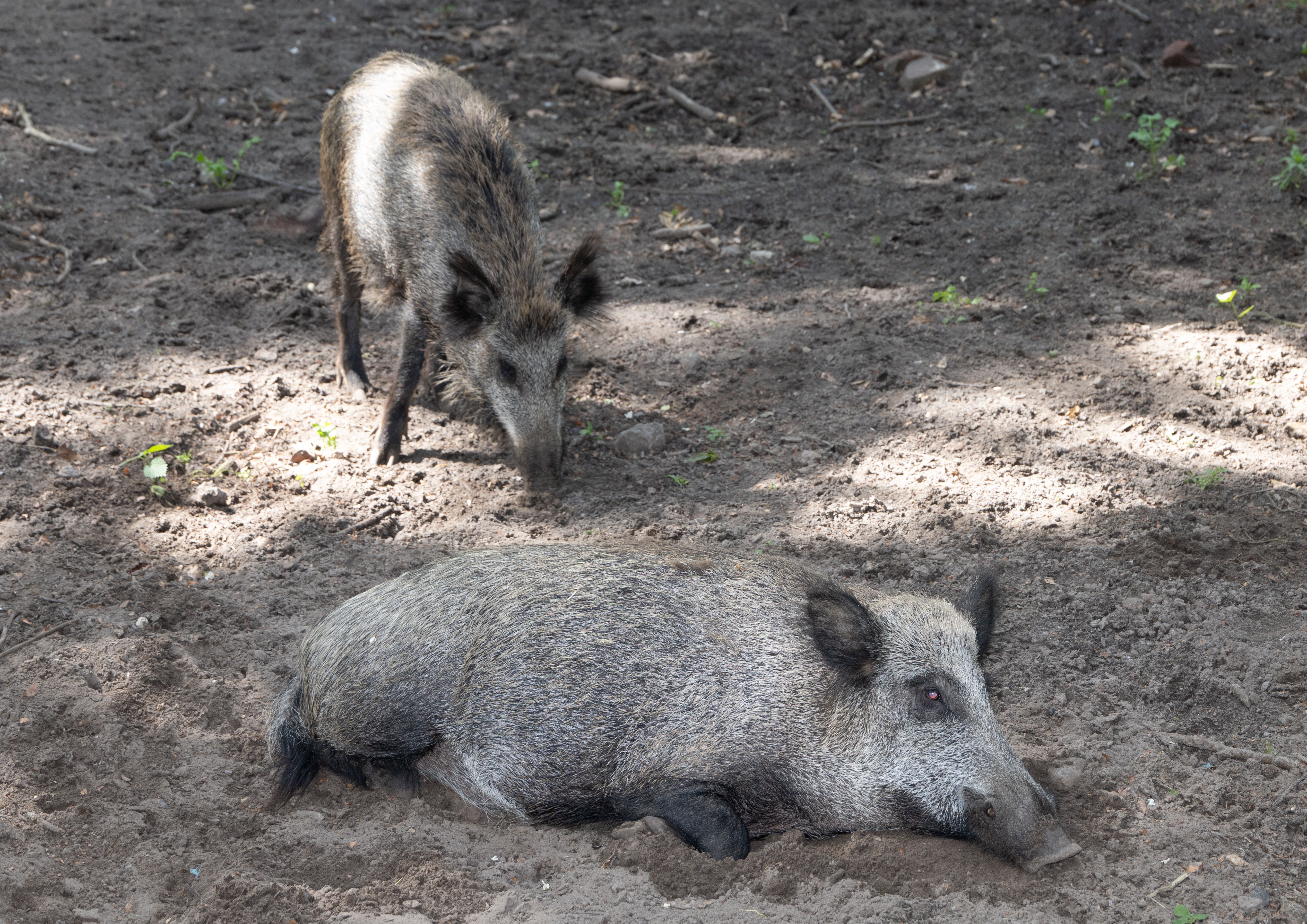 Image - „Ringel und Pietz“? Saugeile Namen für Wildschweine in Berlin gesucht