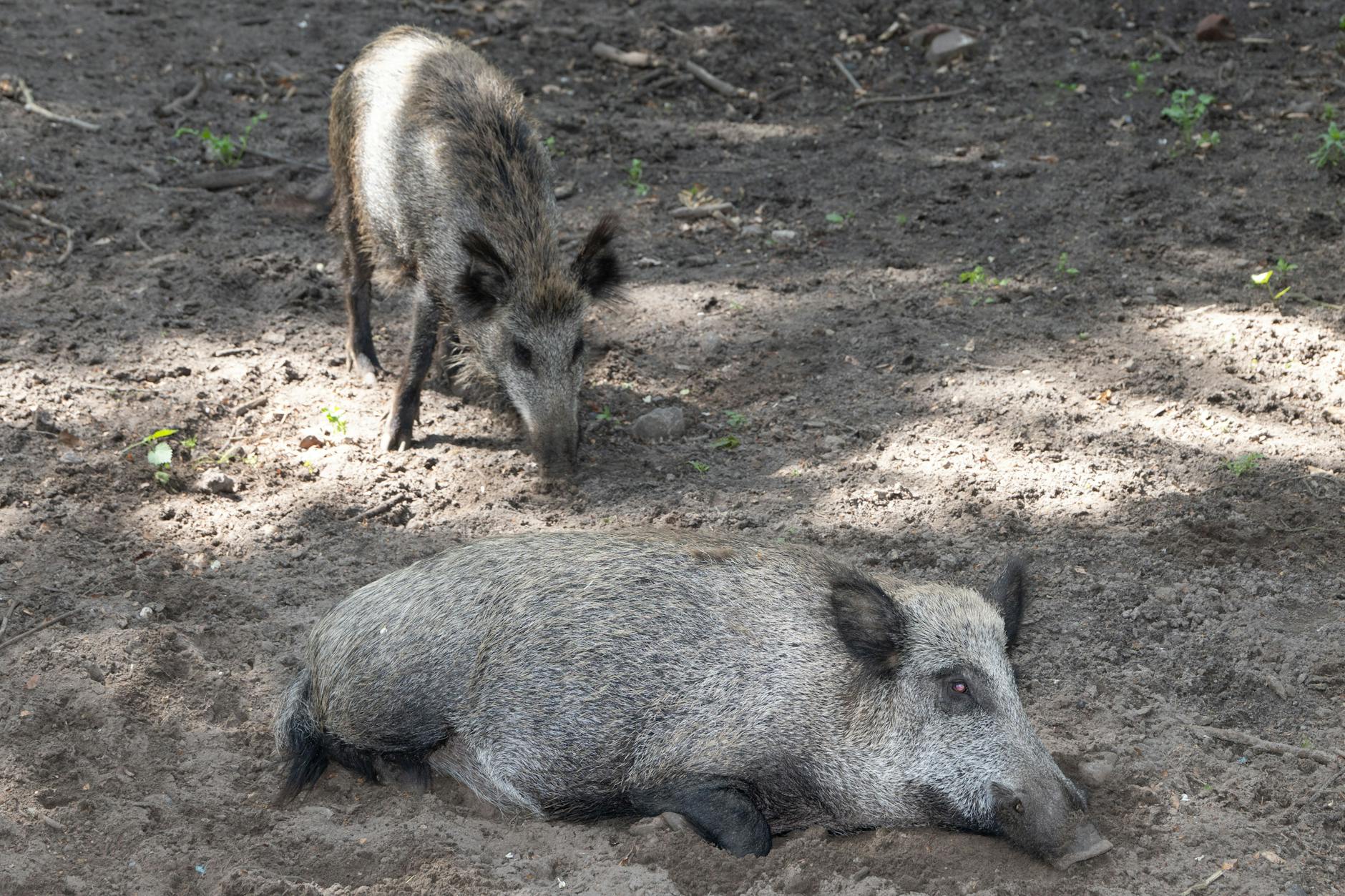 Das Wildschweinpärchen, das aus Niedersachsen ins Gehege im Tegeler Forst eingezogen ist. Ein zweijähriger Keiler und eine einjährige Bache.