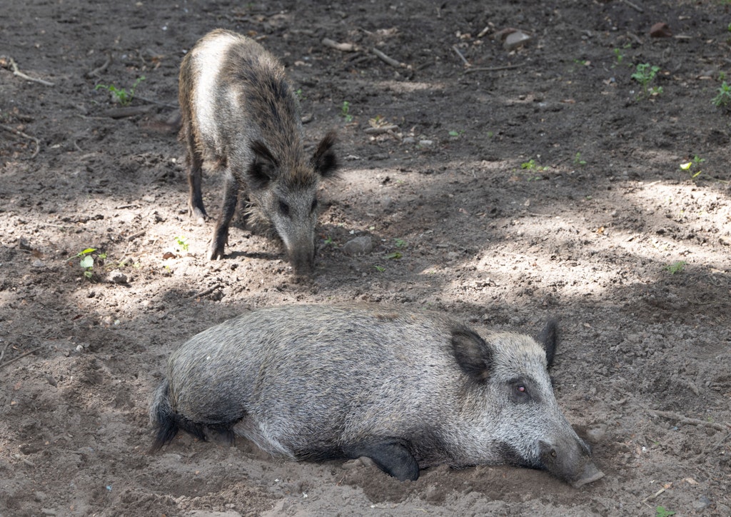 -Ringel-und-Pietz-Saugeile-Namen-Wildschweine-in-Berlin-gesucht