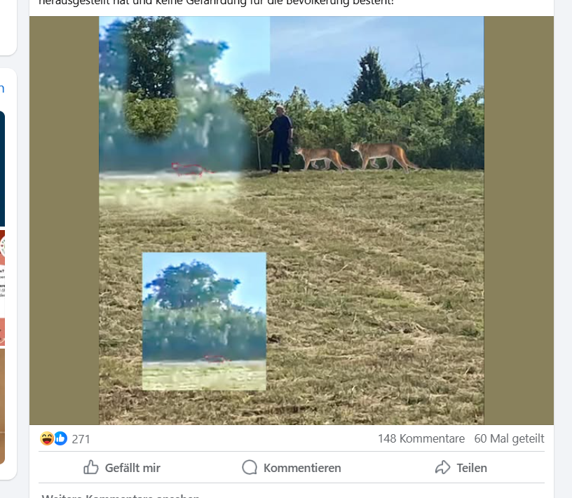 Als Kätzchen gelandet: Warum die Suche nach einem Puma plötzlich endete