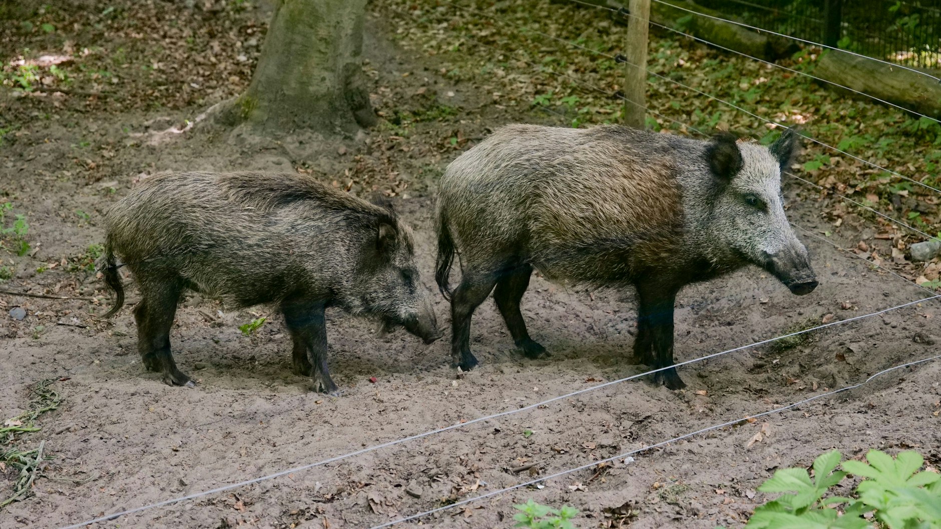 Die noch namenlosen beiden Wildschweine aus Niedersachsen fühlen sich in ihrem Berliner Gehege wohl. Vielleicht gibt's bald Nachwuchs.