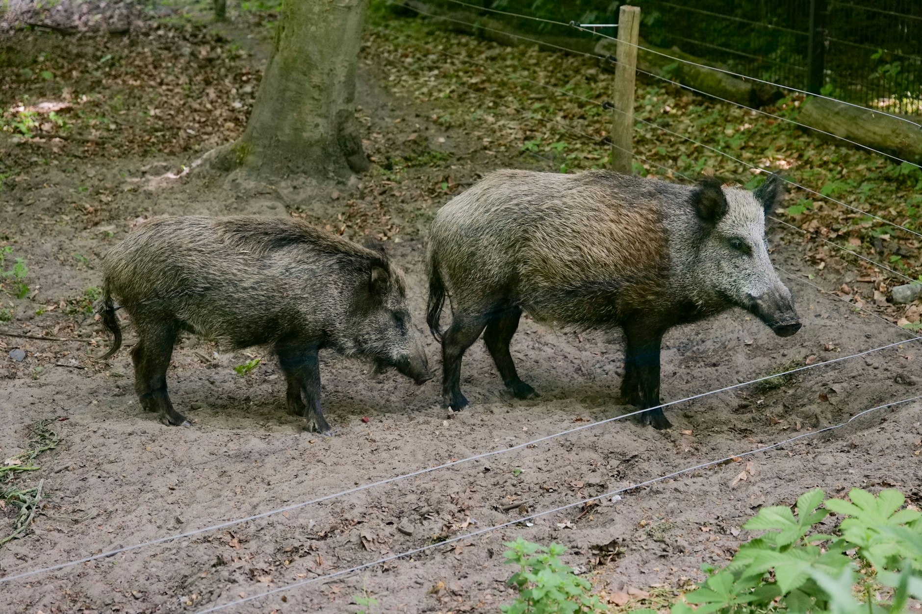 Gestatten, Keiler Minoque und Amy Schweinhouse: Das sind die neuen tierischen Stars in der Revierförsterei Tegeler See.