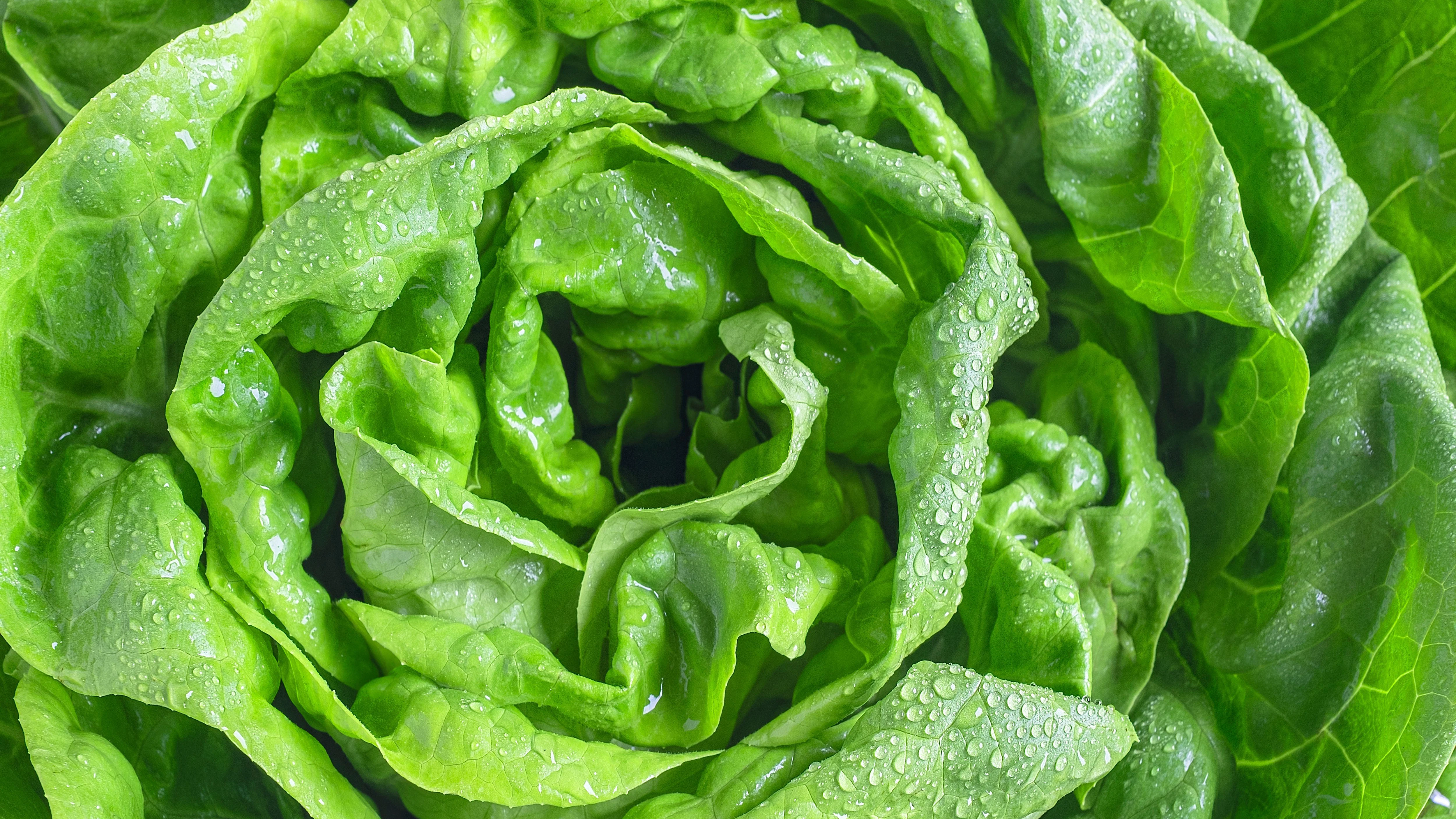Kopfsalat allein hat wenig Pfiff, doch mit dem passenden Rezept verwandeln Sie die grünen Blätter in ein frisches Gericht zum Abendbrot!