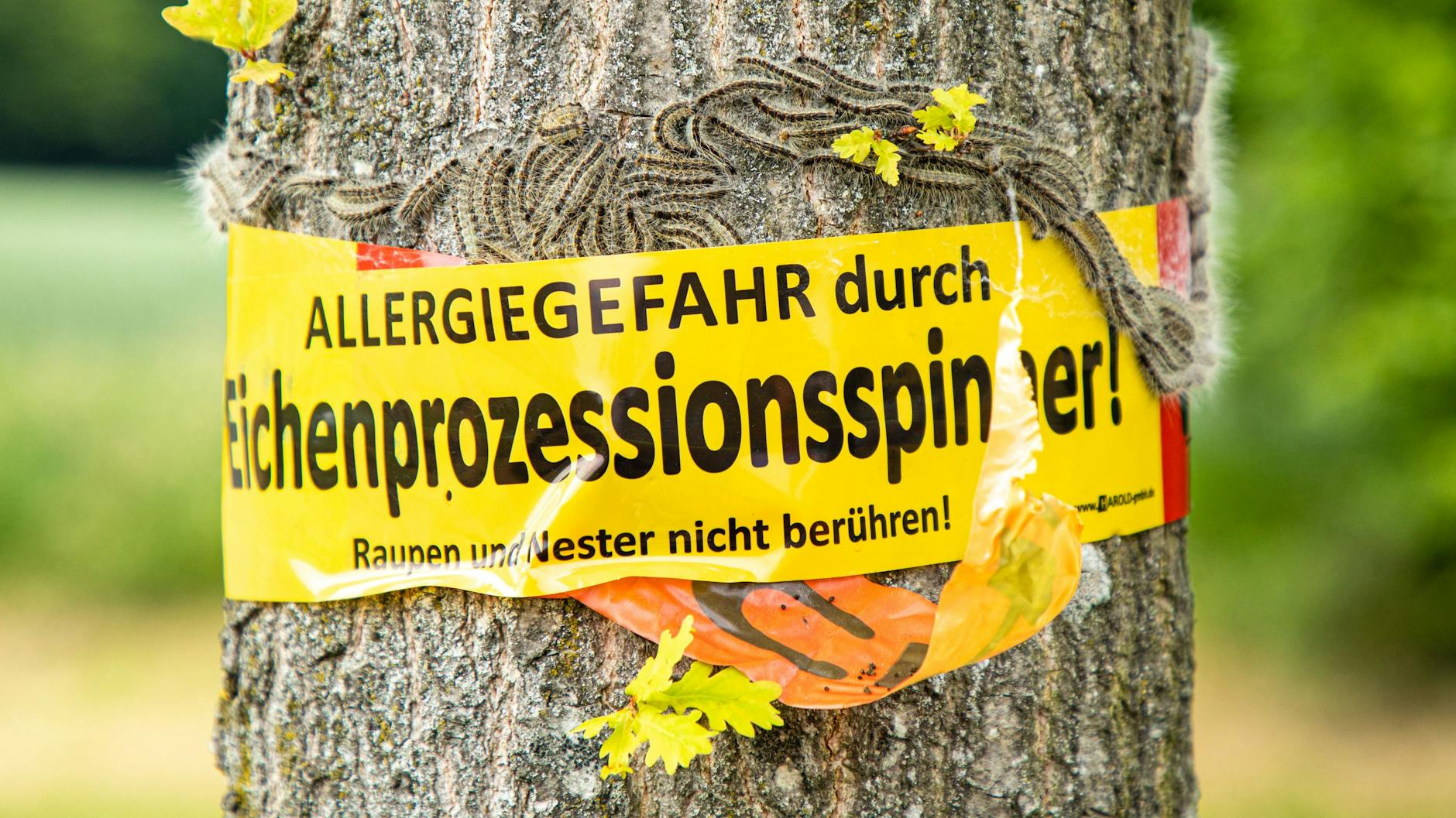 Auch in Berlin wird mit Warnschildern an Bäumen und Flatterband vor dem Eichenprozessionsspinner gewarnt. Wer die Raupen entdeckt, sollte sich von ihnen fernhalten.