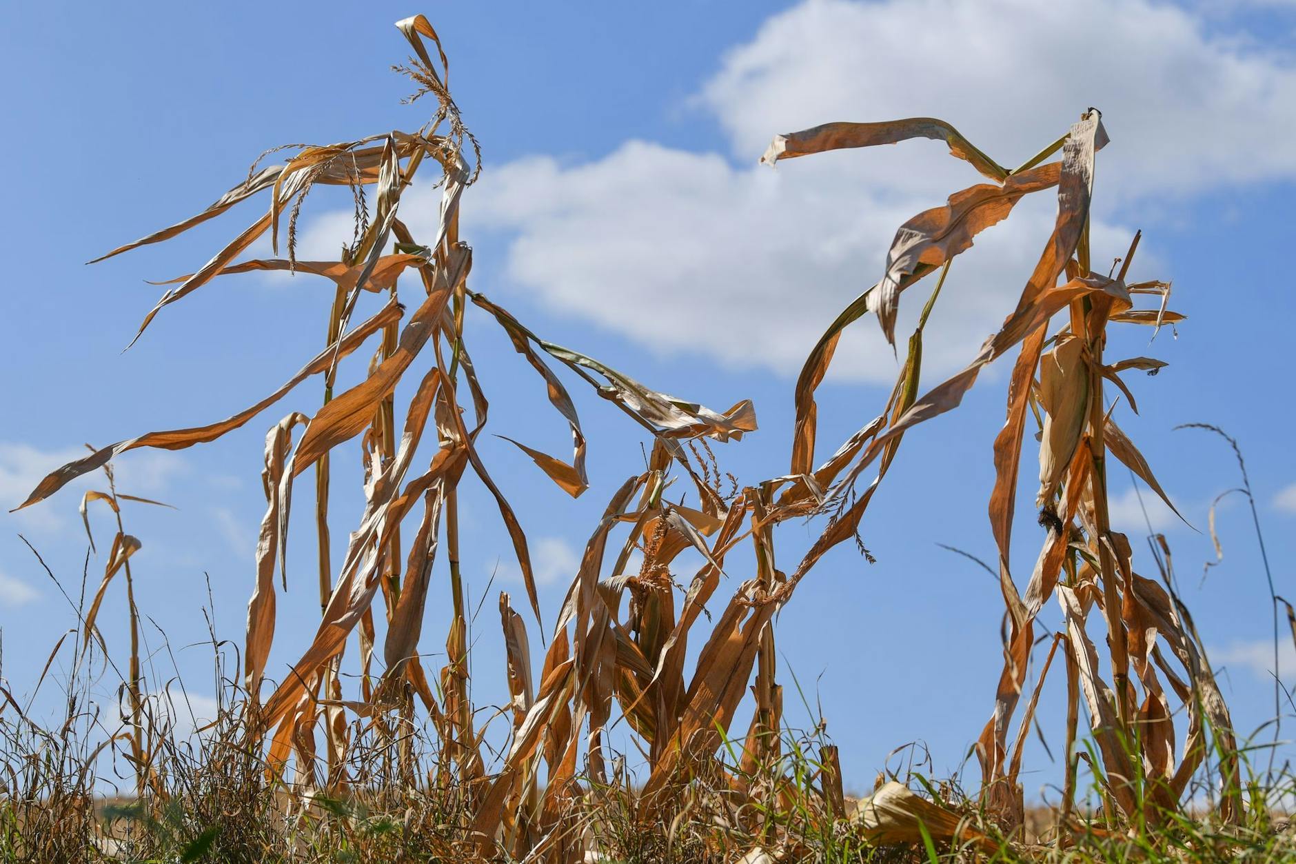 So trocken war es in Brandenburg seit vielen Jahren nicht mehr.