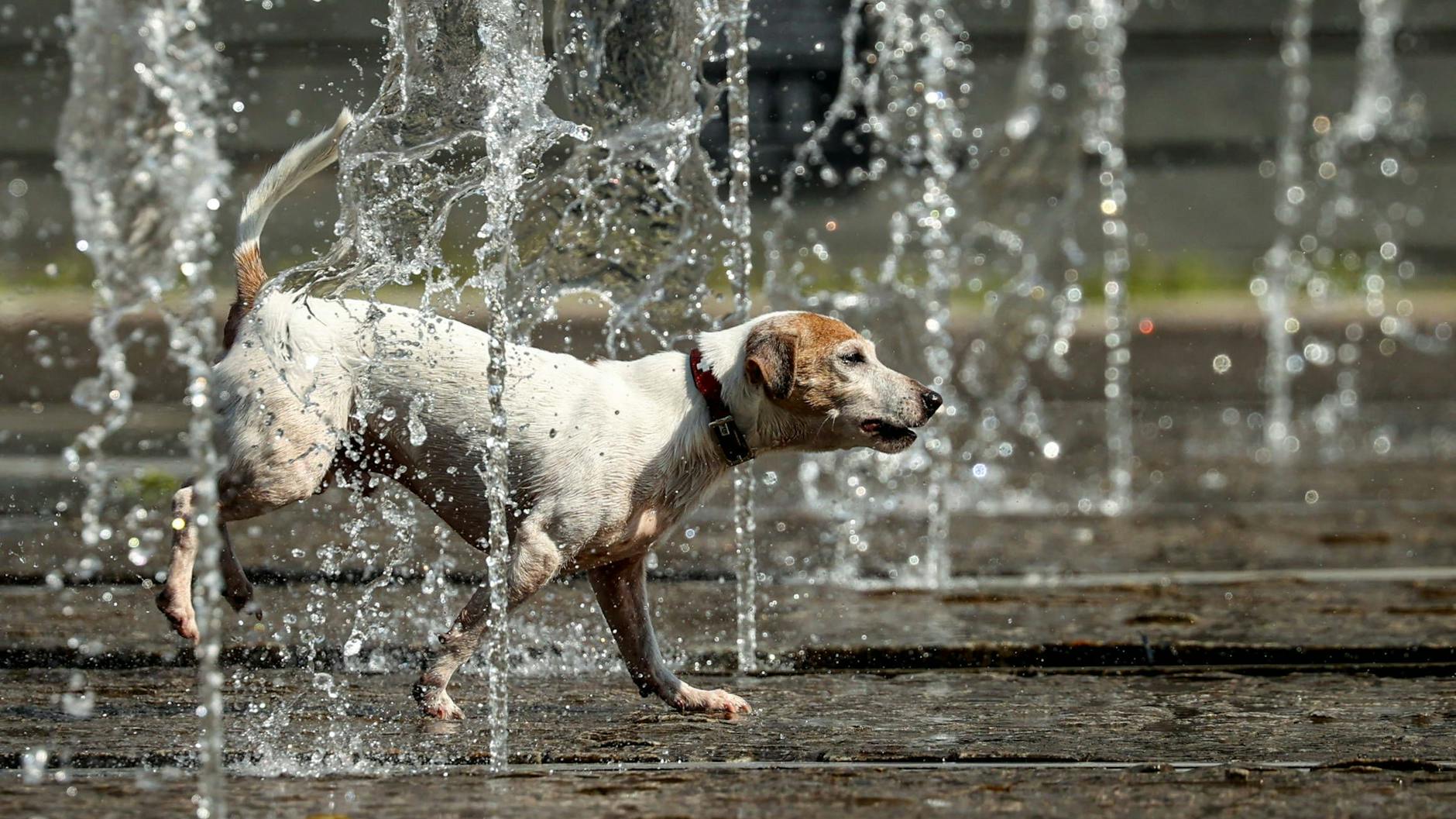 Auch Hunde brauchen an heißen Sommertagen dringend Abkühlung - sie sollten deshalb auf keinen Fall im Auto zurückgelassen werden.