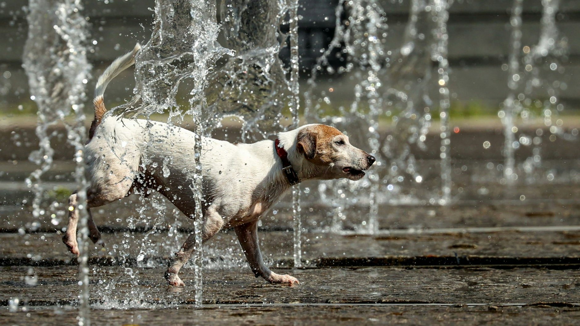 Auch Hunde brauchen an heißen Sommertagen dringend Abkühlung - sie sollten deshalb auf keinen Fall im Auto zurückgelassen werden.