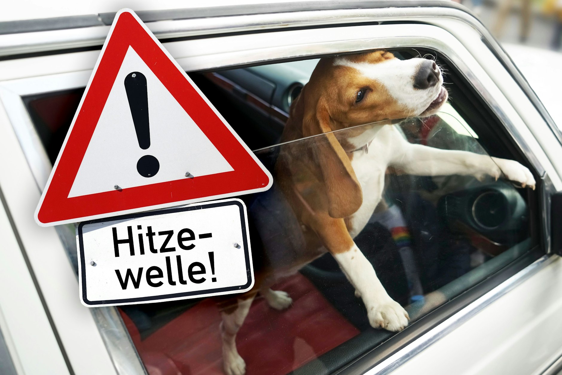 Immer wieder lassen Hundehalter ihre Tiere im Auto zurück. Auch das leicht geöffnete Fenster schützt nicht vor der tödlichen Gefahr, der die Tiere damit ausgesetzt werden. 