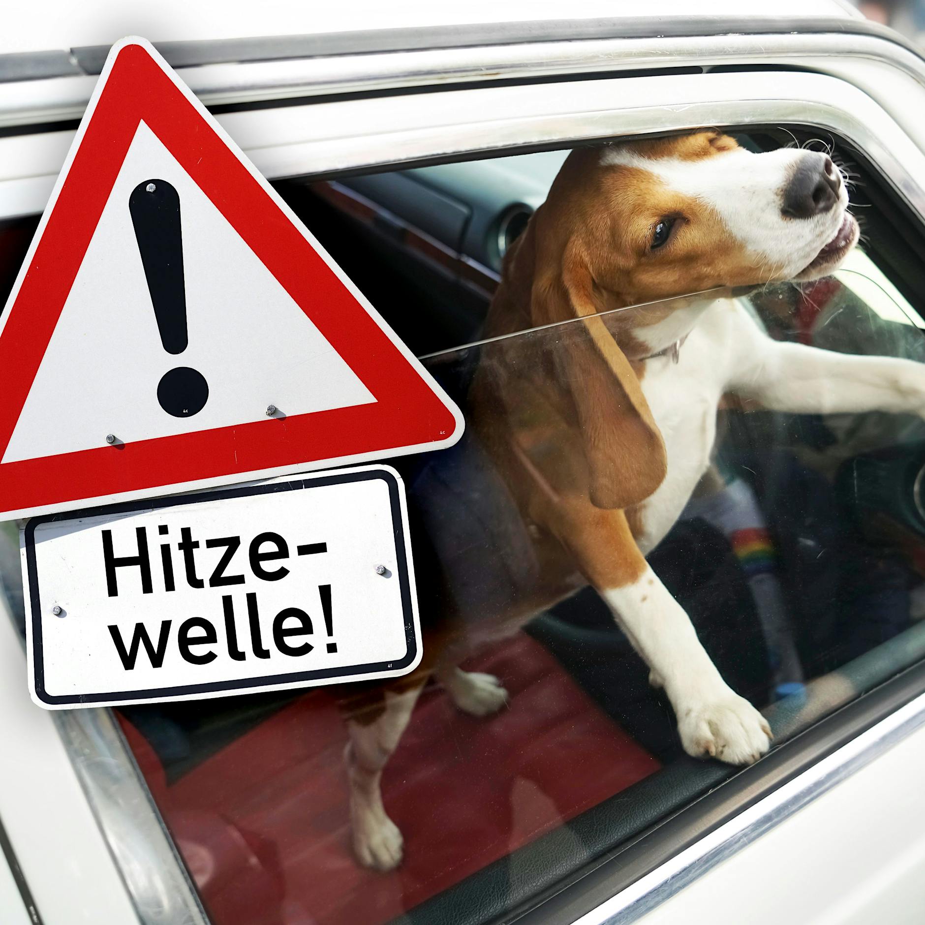 Hitze-Hölle für Hunde: So grausam sterben Tiere im verschlossenen Auto