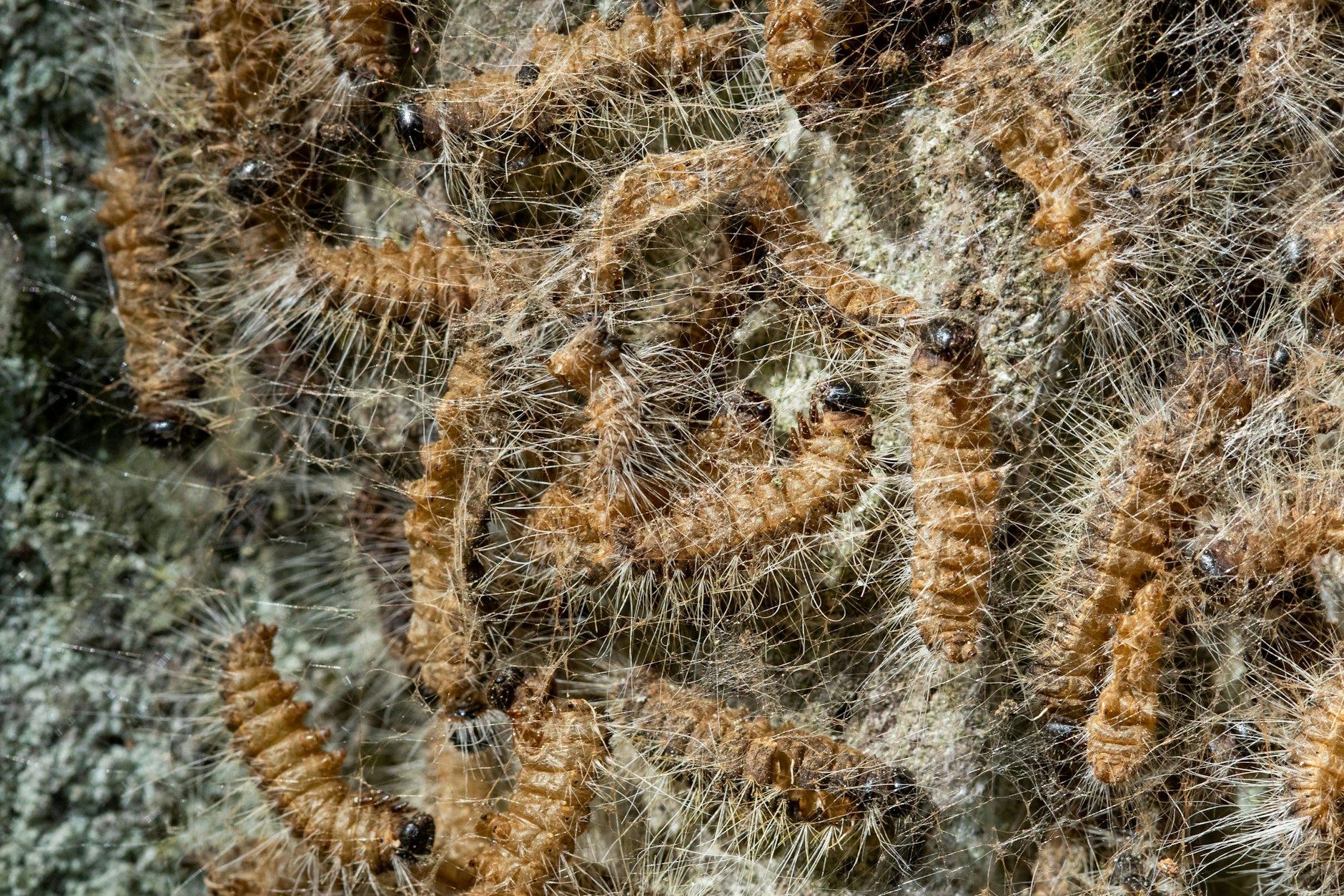 Diese Raupen sorgen für Aufregung in Berlin.
