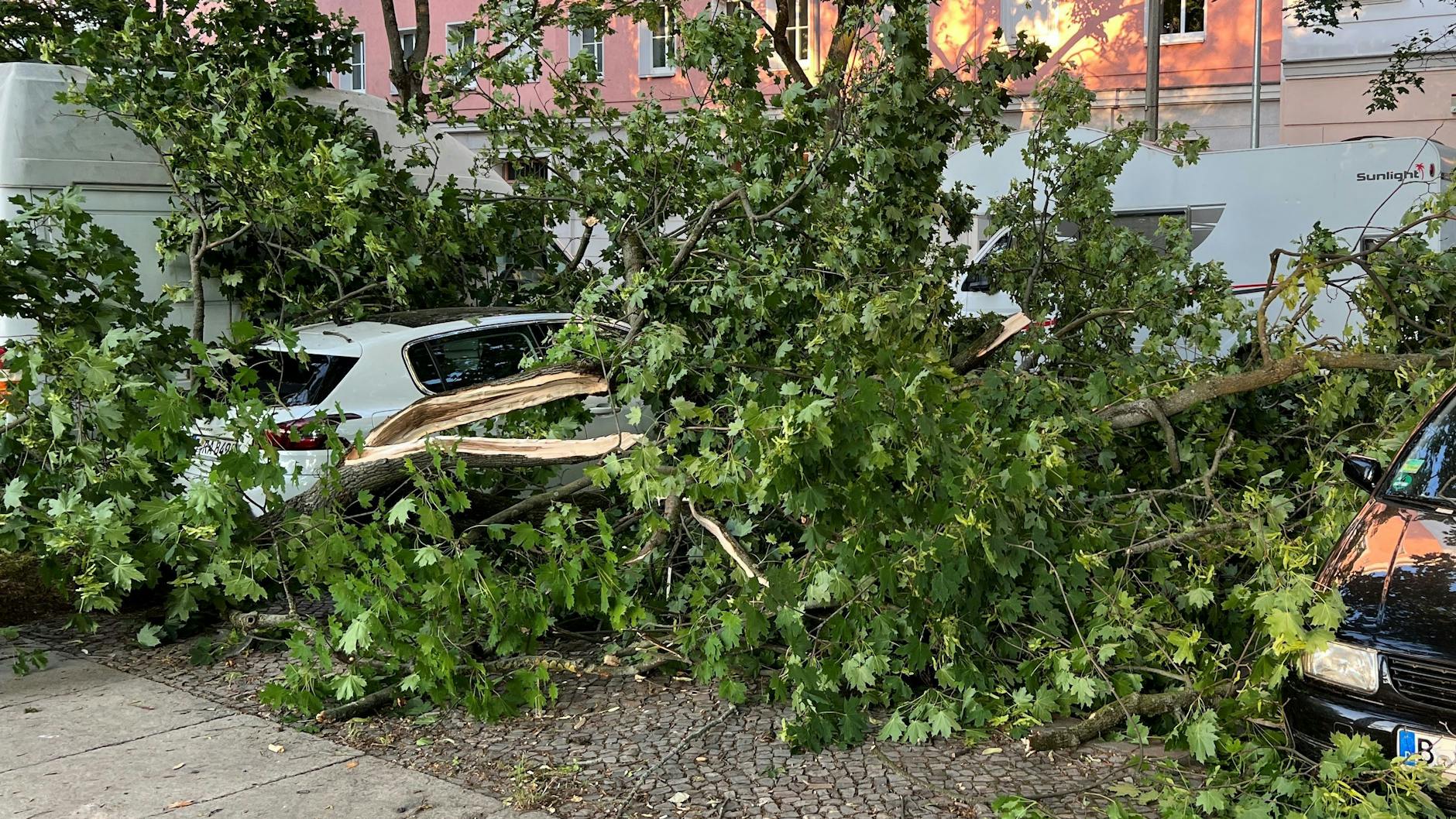 Ein Unwetter traf Berlin am Montagabend. Wie hier in Prenzlauer Berg stürzten in der ganzen Stadt Bäume um. Eine Frau starb, als ein Baum auf ein fahrendes Auto stürzte, der S-Bahn-Verkehr kam zum Erliegen.