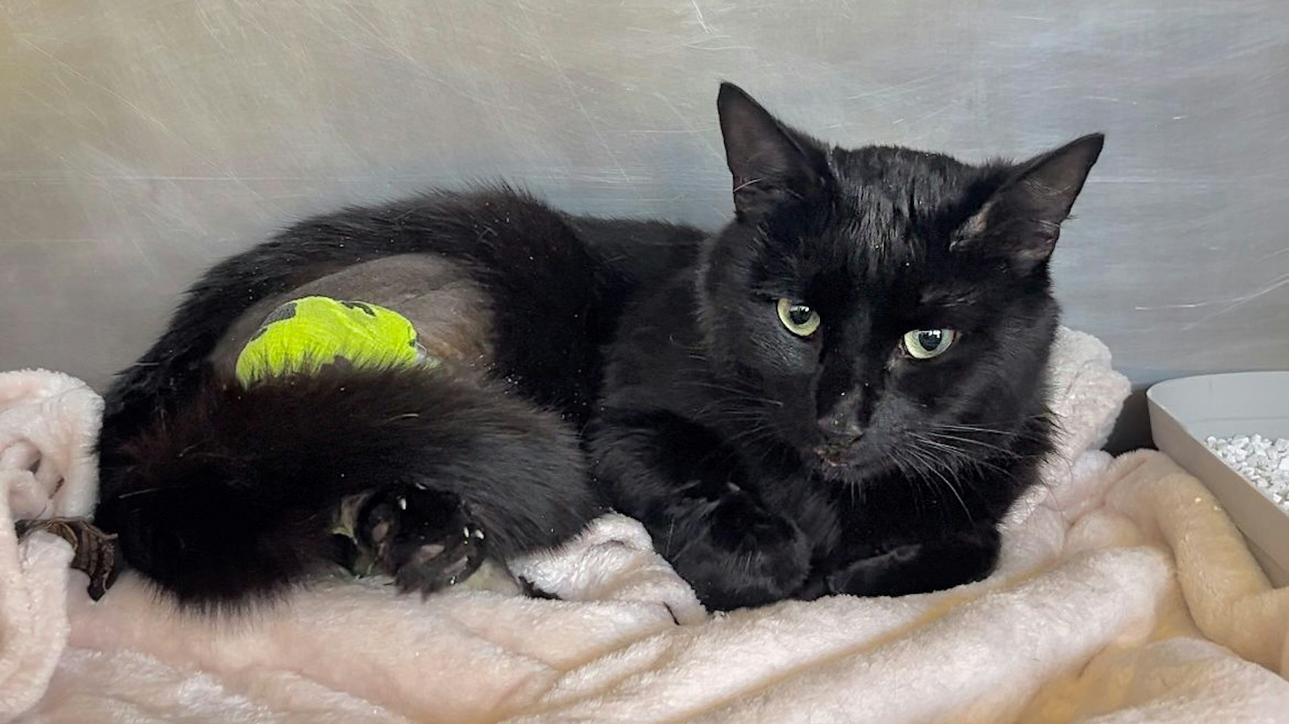 Dieser schwarze Kater ist aus dem vierten Stock abgestürzt und musste ebenfalls operiert werden.