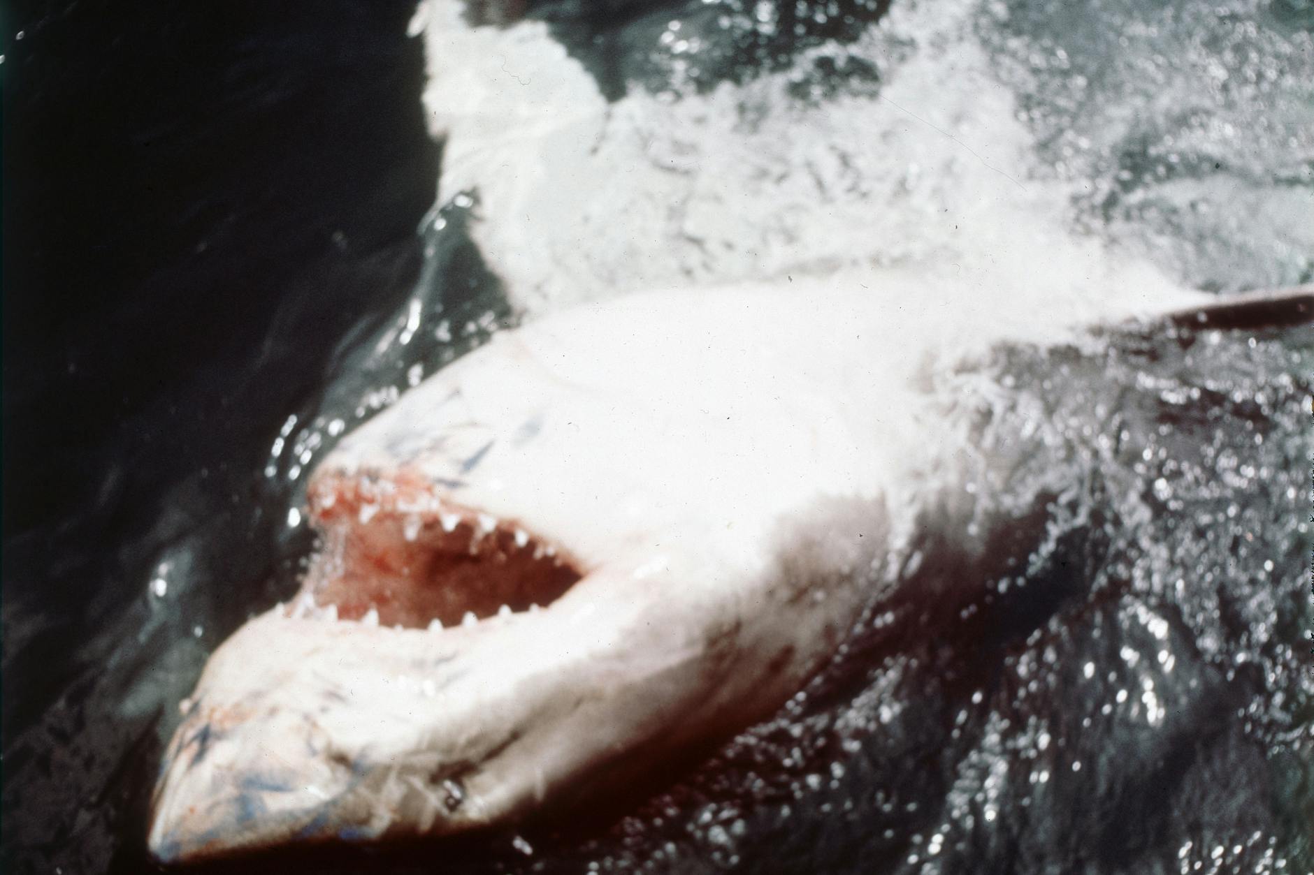 Szene aus dem Film «Der weiße Hai» von Universal. Zum 50. Leinwandjubiläum bringt Universal Pictures den Film dieses Jahr auch in ausgewählte Kinos zurück.