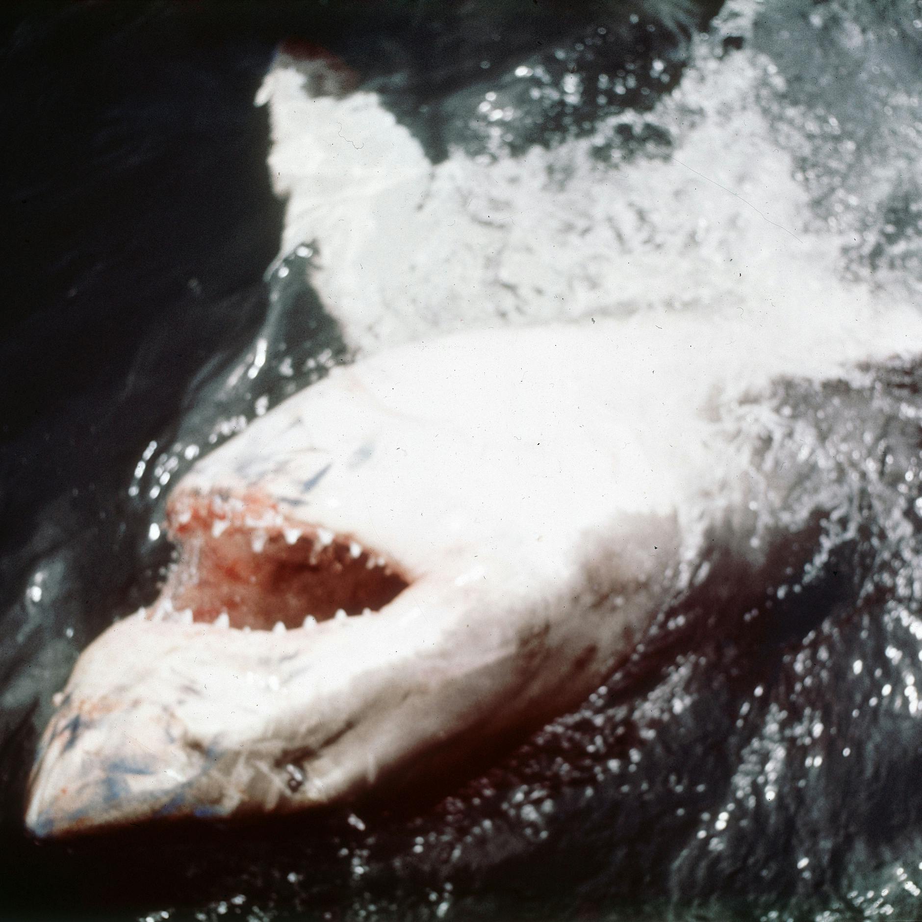 „Der weiße Hai“: Spielbergs Filmklassiker wird 50 Jahre alt – er hat Haien geschadet