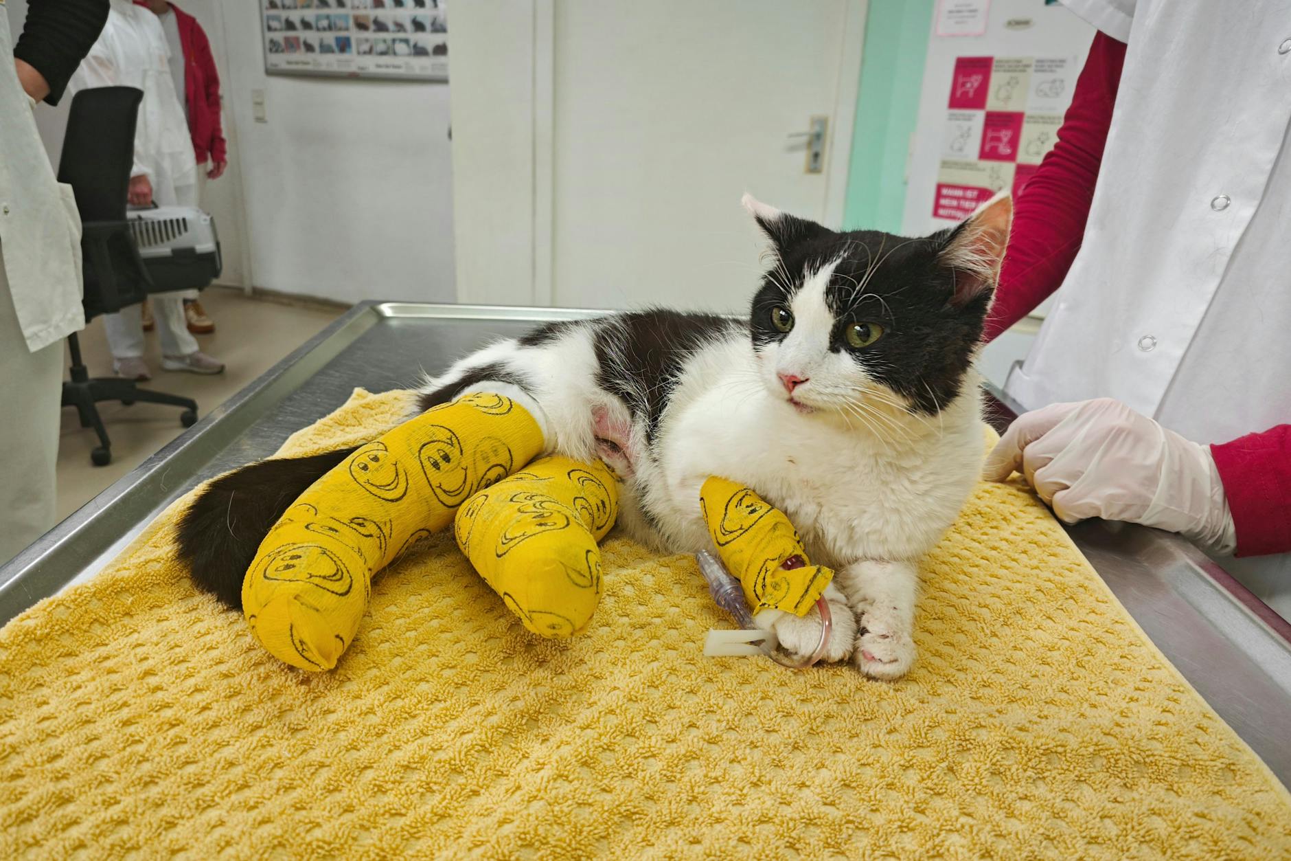 Die Beinchen gebrochen, mit gelben Smiley-Verbänden umwickelt: Im Tierheim Berlin wird Fienchen liebevoll wieder aufgepäppelt.
