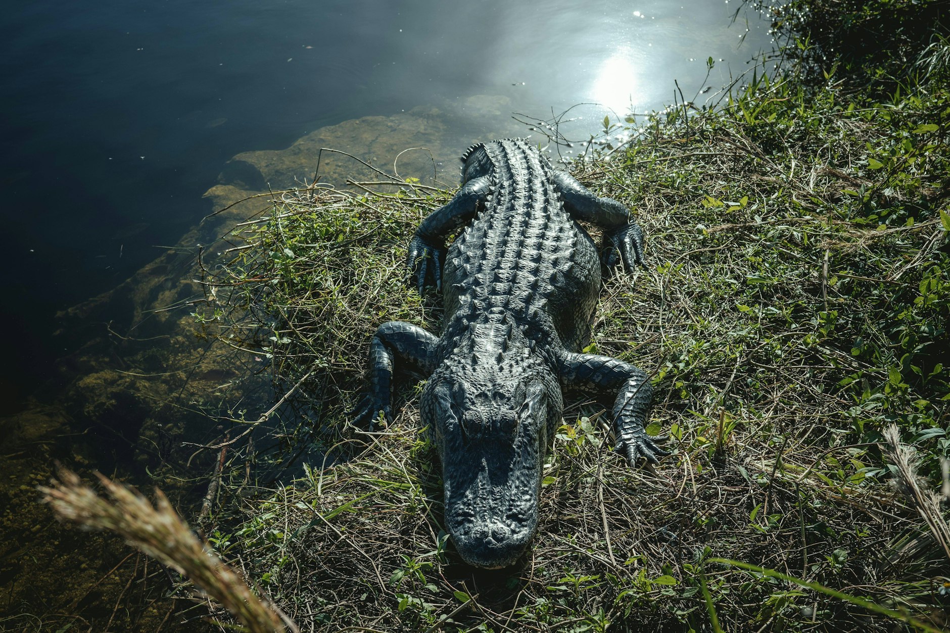Ein Krokodil in den Everglades, Florida. In der Region soll eine neue Haftanstalt für Migranten entstehen.