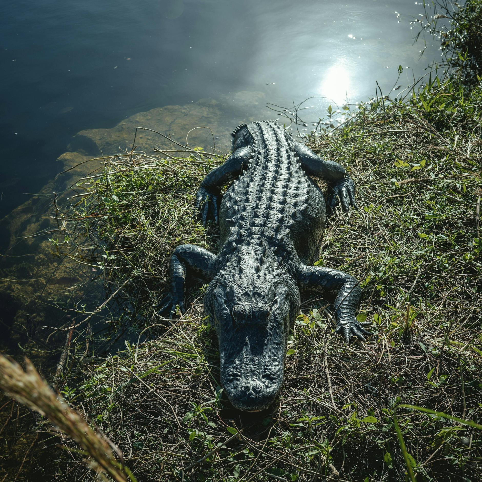 Image - „Alligator Alcatraz“: USA bauen Migranten-Haftanstalt umgeben von Schlangen und Krokodilen in Florida