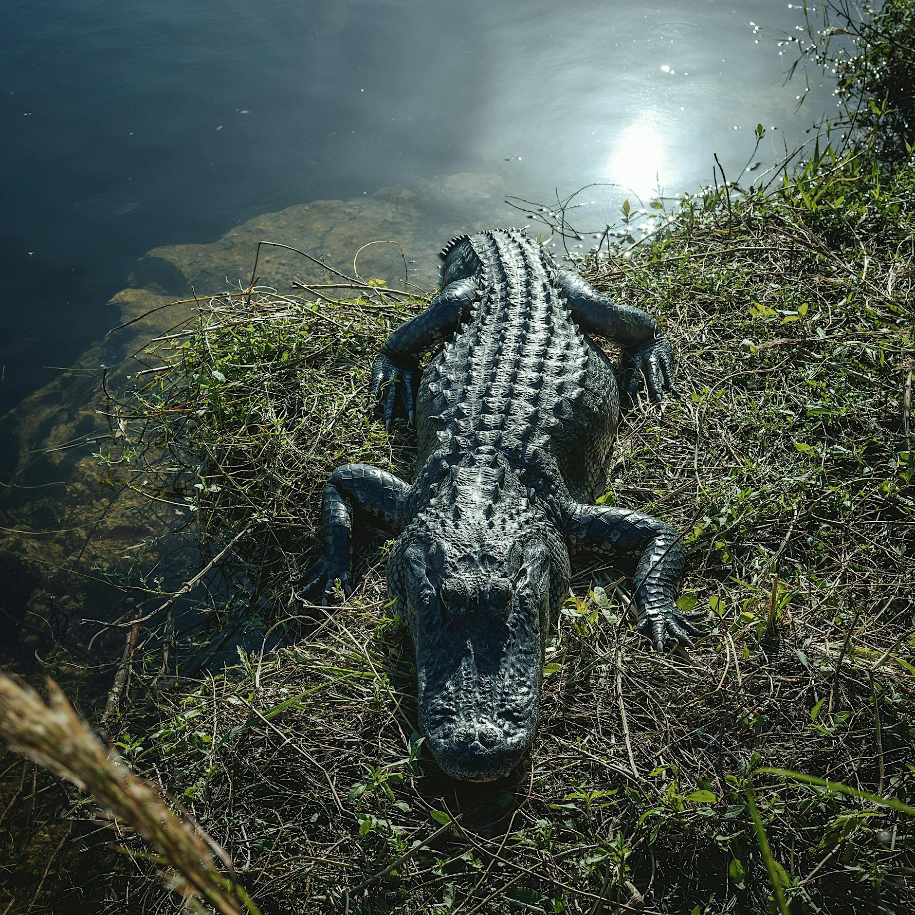 „Alligator Alcatraz“: USA bauen Migranten-Haftanstalt umgeben von Schlangen und Krokodilen in Florida