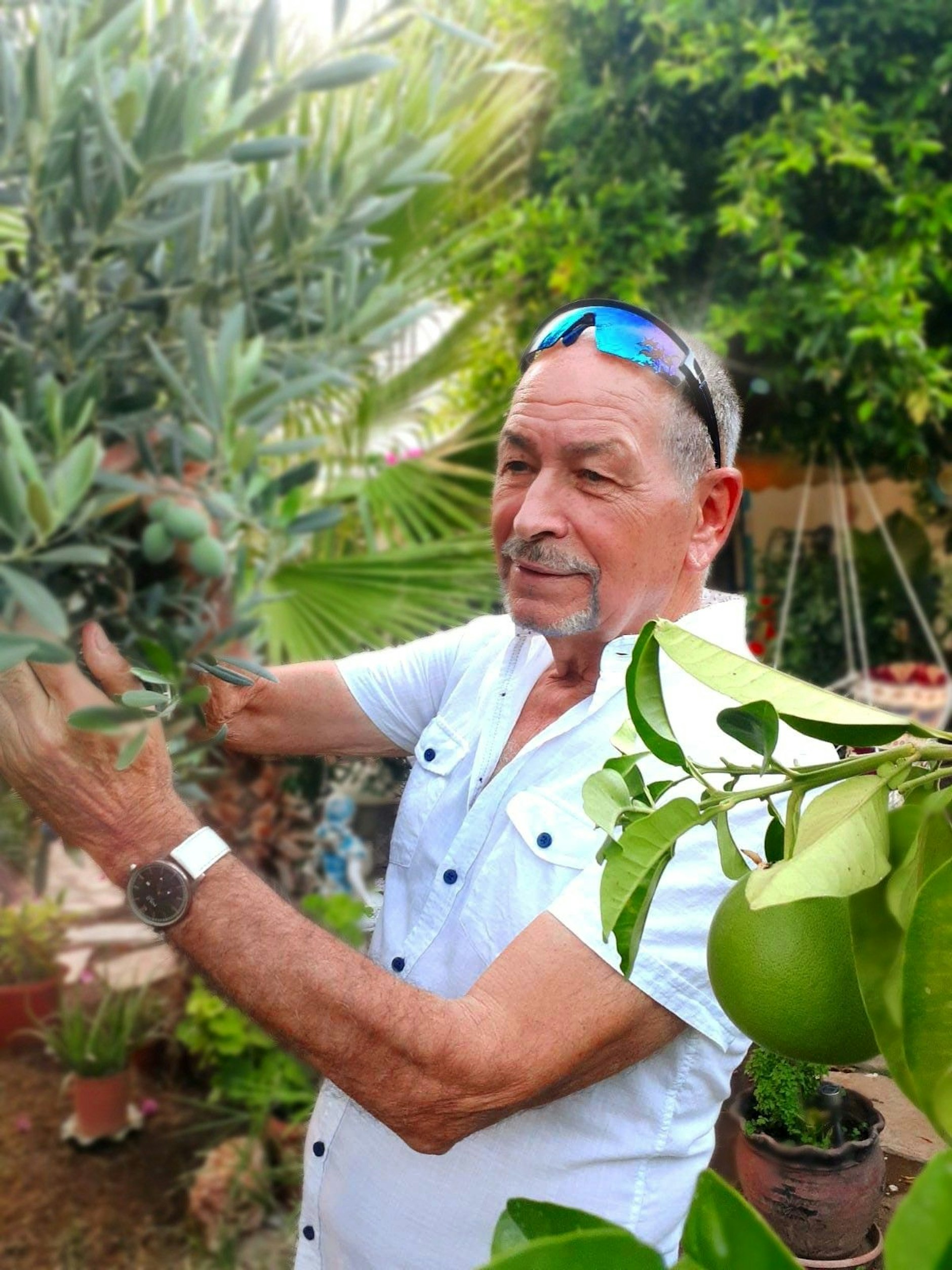 Jan Gregor pflückt Oliven in seinem Garten.