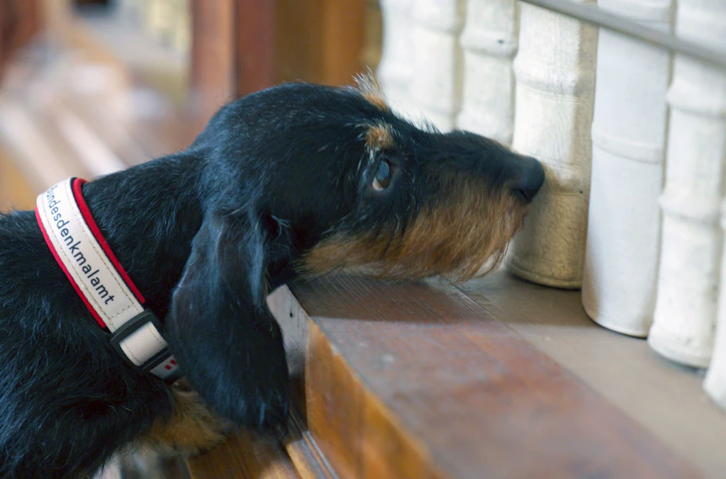 Arte-Doku „Der Dackel“ zur Primetime: Dieser Hund tut nur, was er will