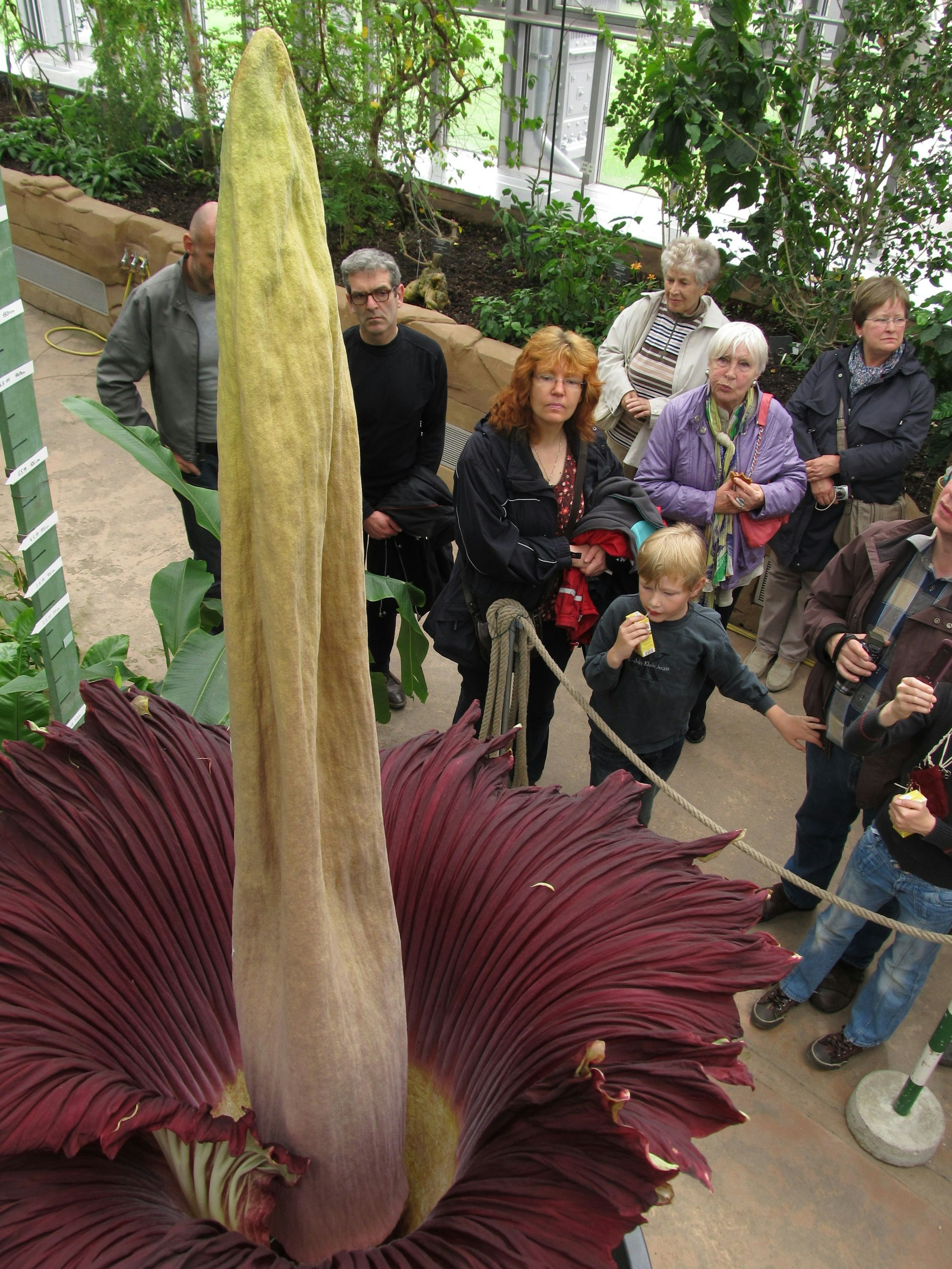 Die Tianenwurz im Botanischen Garten in Berlin bei der Blüte vor zehn Jahren.