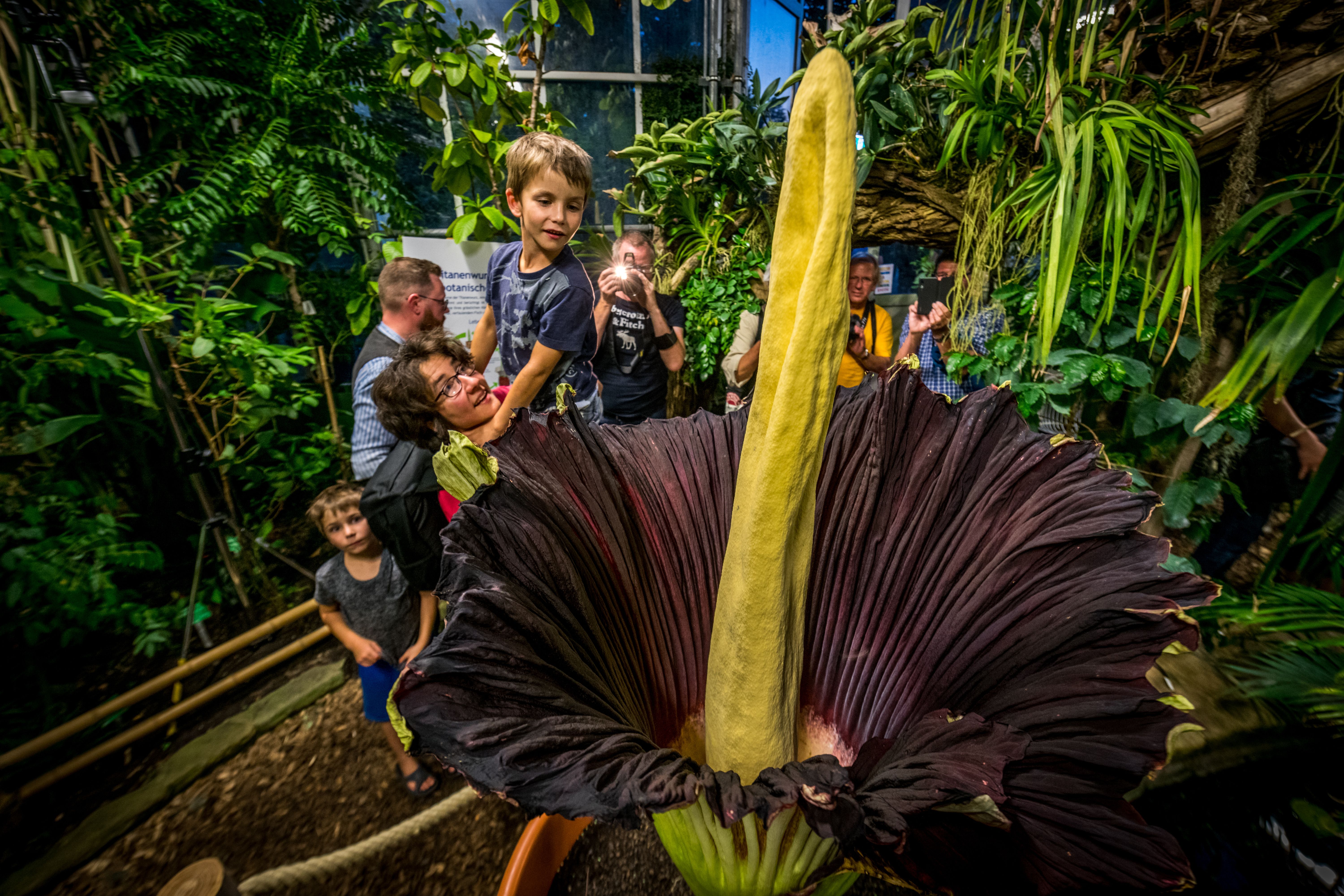 Sensation in Berlin! Sie stinkt zum Himmel: Titanenwurz kurz vor Blüte