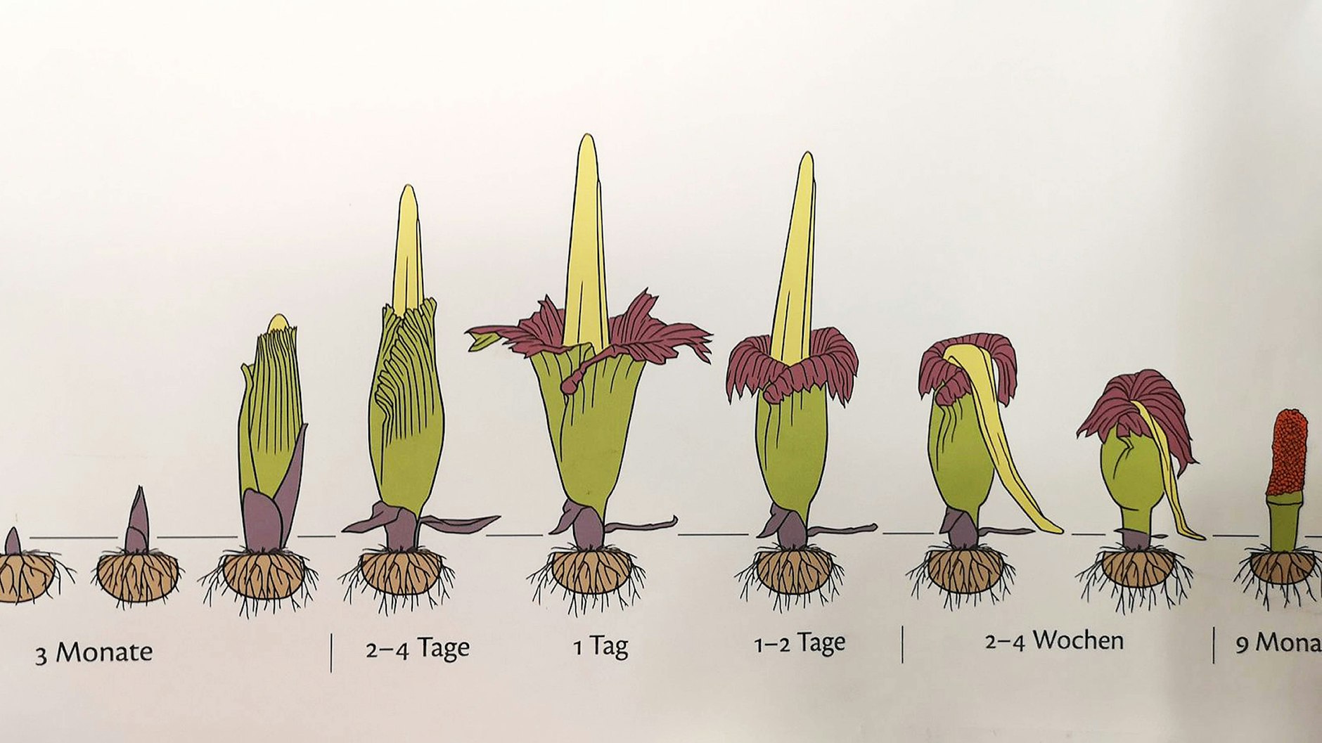 Die Phasen der kurzen Blüte der Titanenwurz.