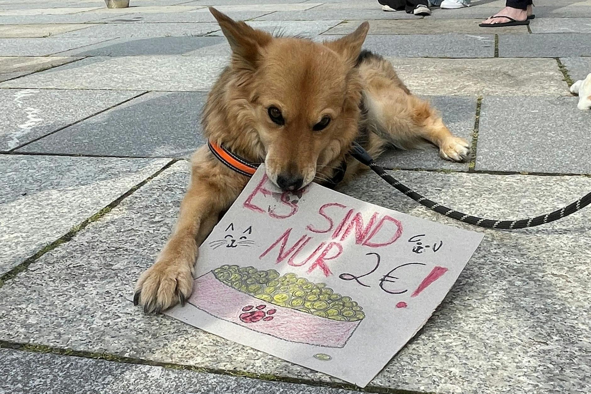 Das Tierheim Berlin fordert bessere Finanzierung vom Senat. Lucy ist ein Hund aus dem Tierschutz, der ein neues Zuhause gefunden hat.