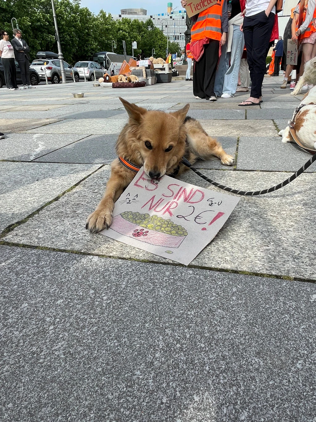 Tierheim Berlin: Tierisch sauer, dass es so wenig Geld vom Senat gibt