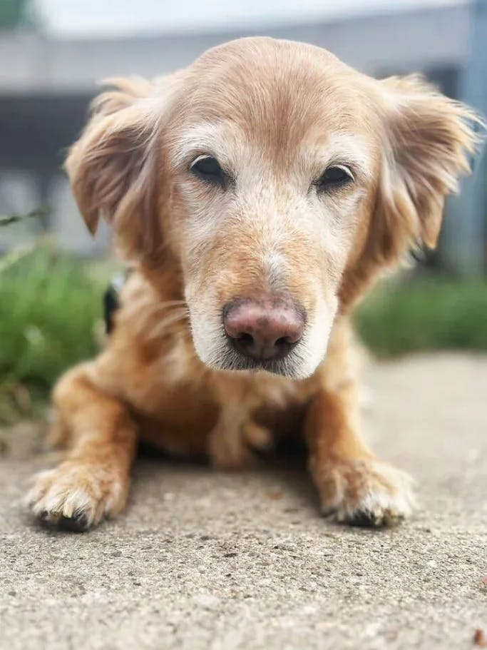 Golden Retriever Yoshi wurde gefunden und leider nicht abgeholt.