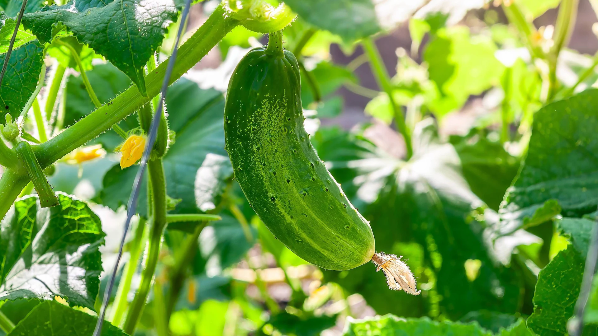 Eier-Trick beim Gurkenanbau: So werden Ihre Gurken dick und saftig!