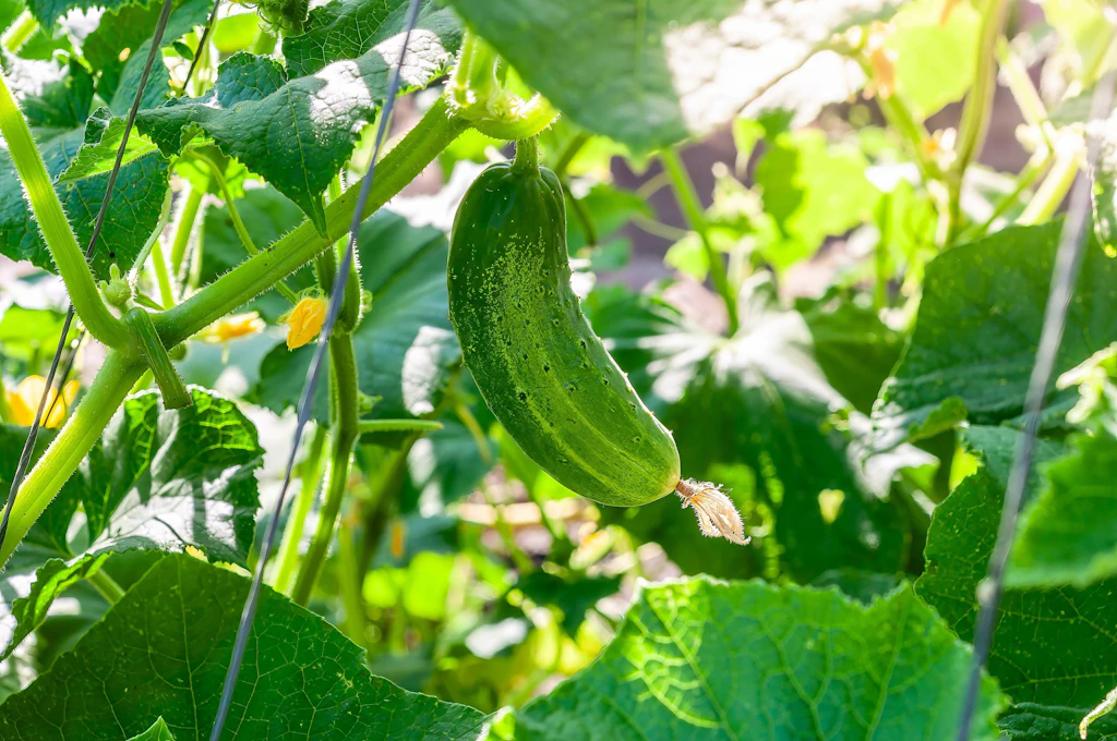 Eier-Trick beim Gurkenanbau: So werden Ihre Gurken dick und saftig!