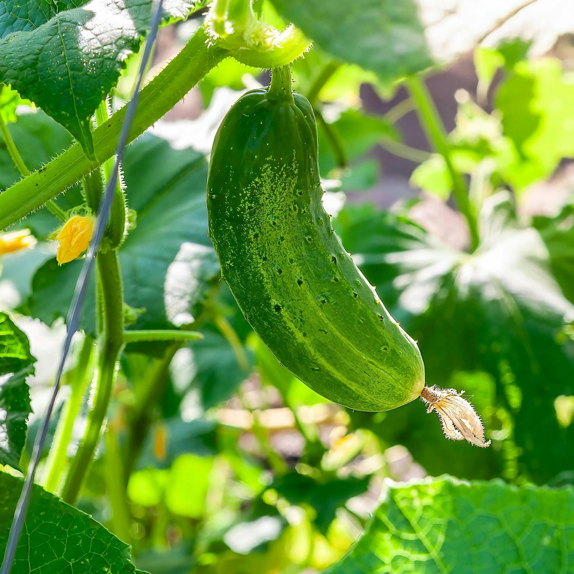 Eier-Trick beim Gurkenanbau: So werden Ihre Gurken dick und saftig!