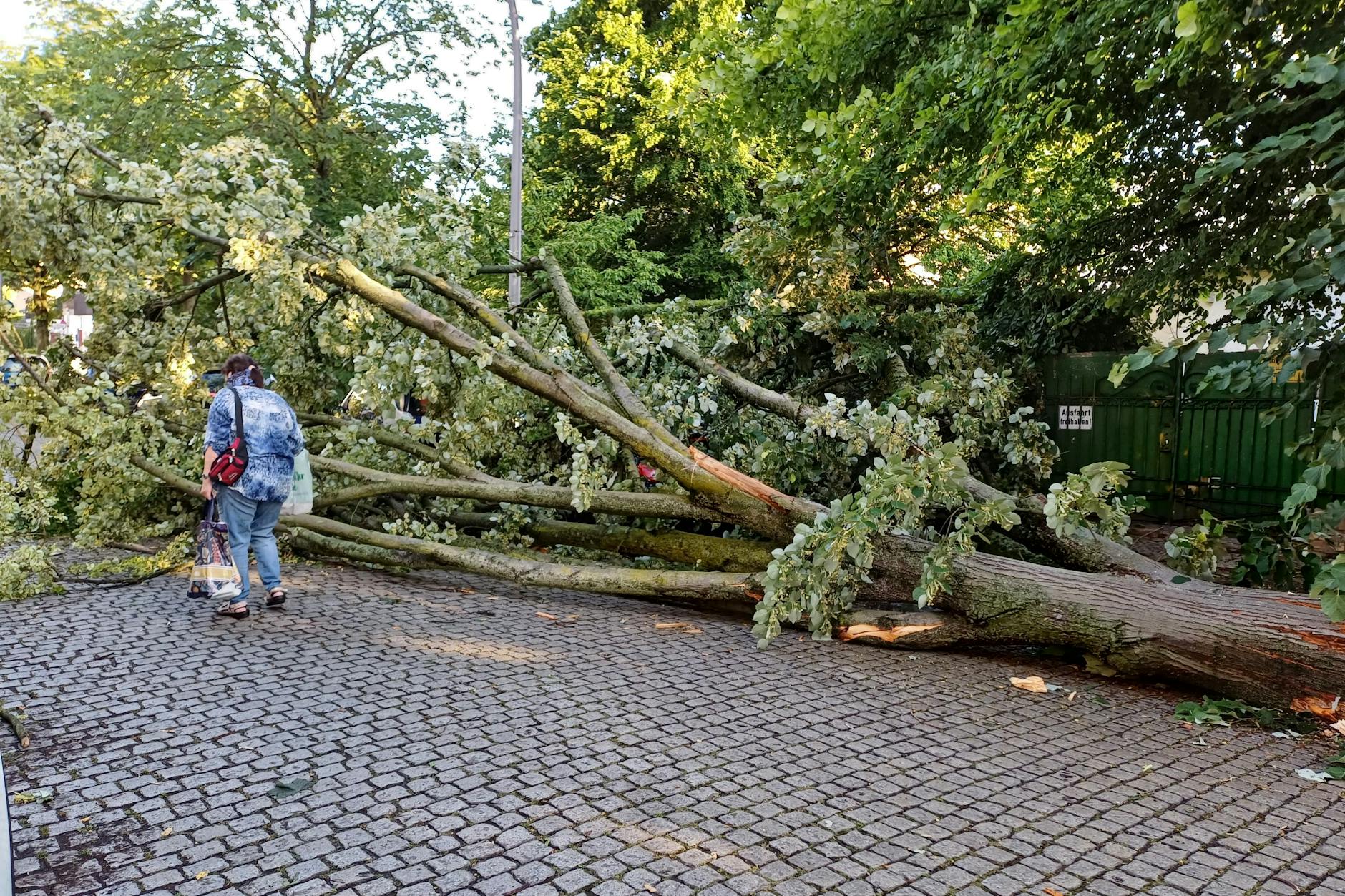 In Berlin hat der Sturm mehrere Bäume entwurzelt.