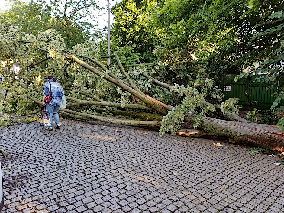 In Berlin hat der Sturm mehrere Bäume entwurzelt.