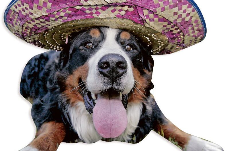 Gutmütiges Wesen, jedenfalls meistens: Berner Sennenhund mit Sombrero