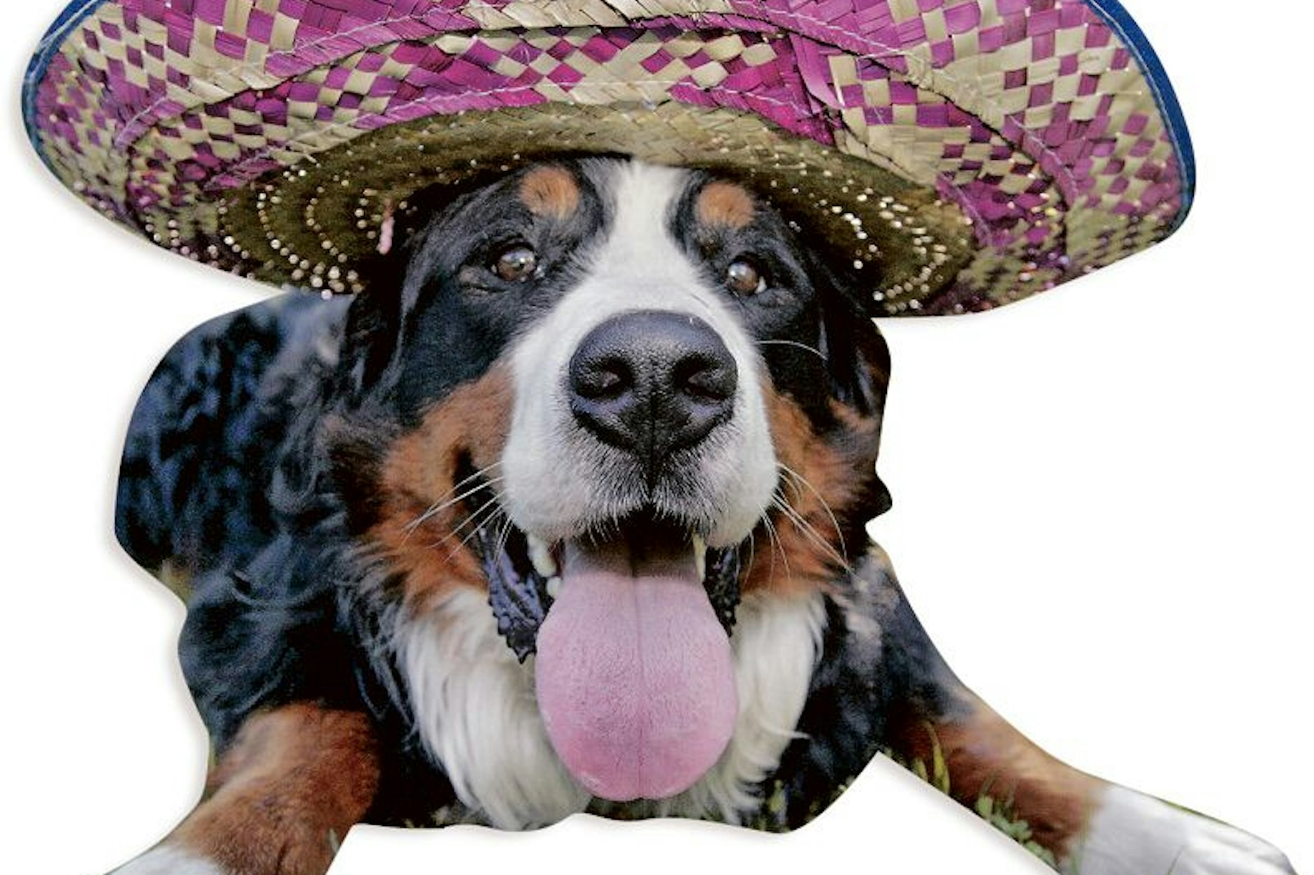 Gutmütiges Wesen, jedenfalls meistens: Berner Sennenhund mit Sombrero
