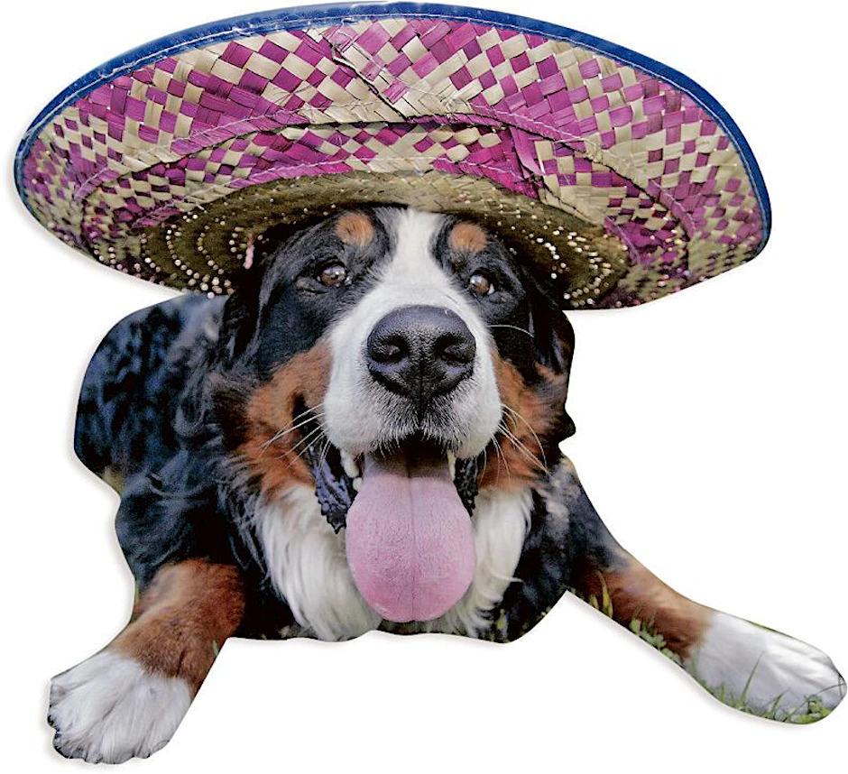 Gutmütiges Wesen, jedenfalls meistens: Berner Sennenhund mit Sombrero