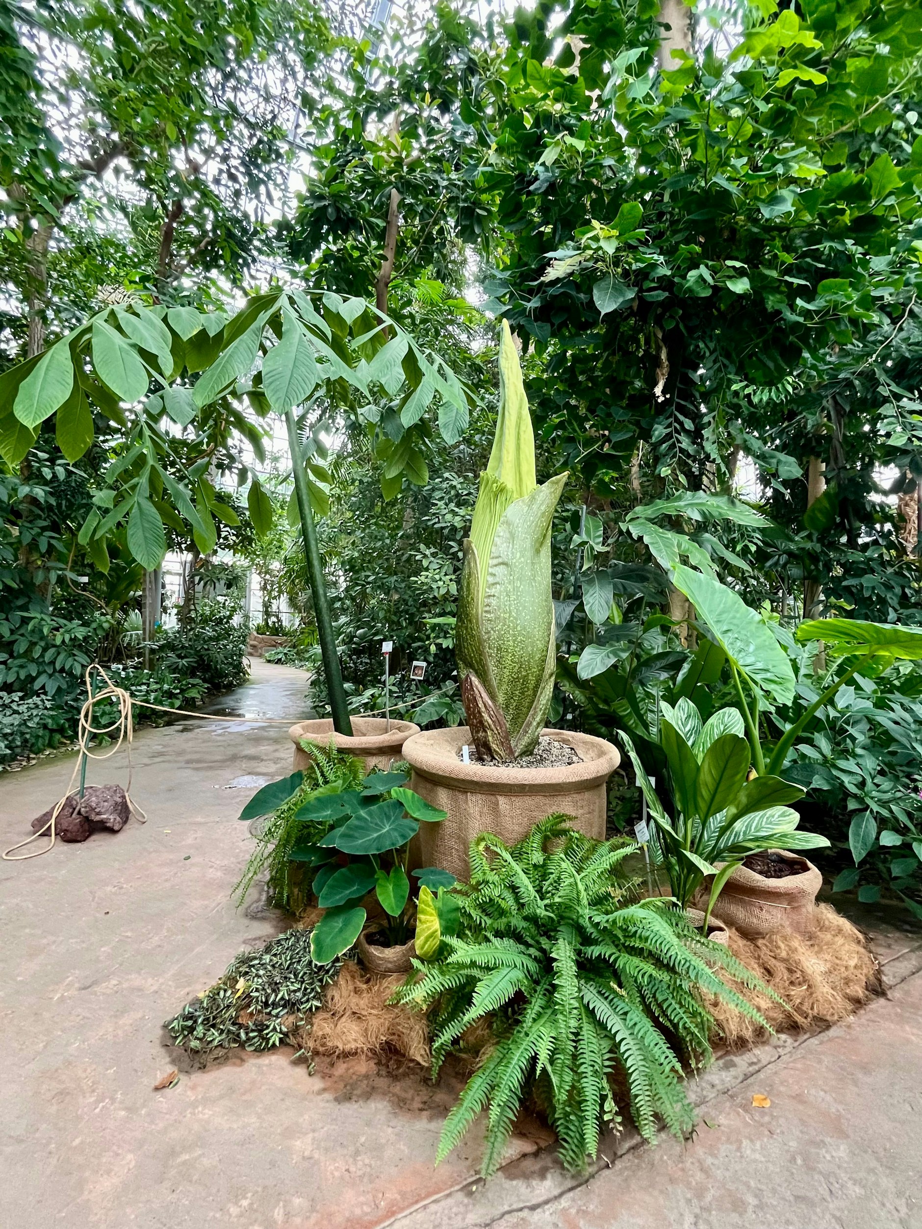 Noch geschlossen: So sah die Titanenwurz im Botanischer Garten Berlin vor wenigen Tagen, am 23. Juni 2025, aus.