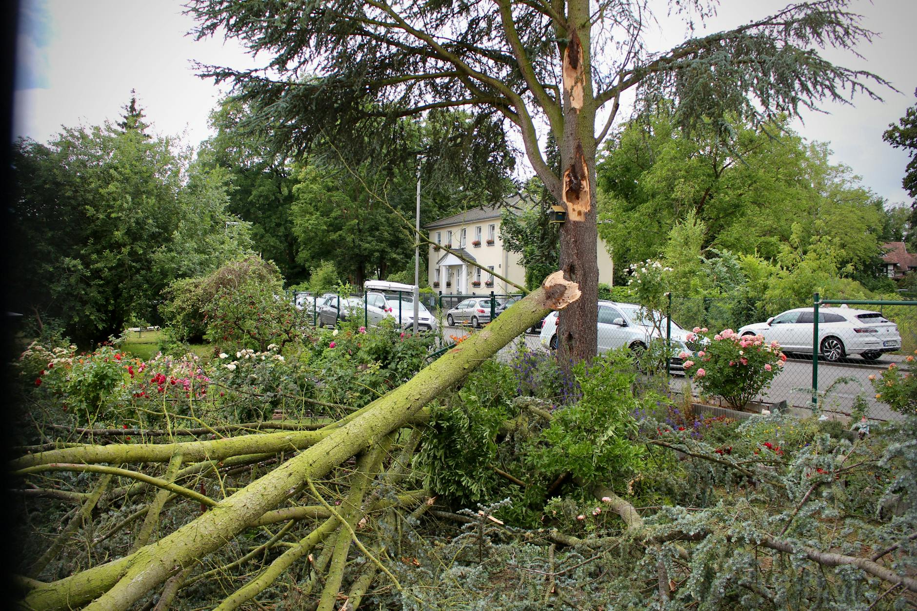 Sturmopfer im Kleingarten „von Humboldt“ in Reinickendorf, nahe Tegeler Forst: Eine alte Tanne wurde vom Unwetter schwer beschädigt – dicke Äste abgebrochen, der Stamm gesplittert.