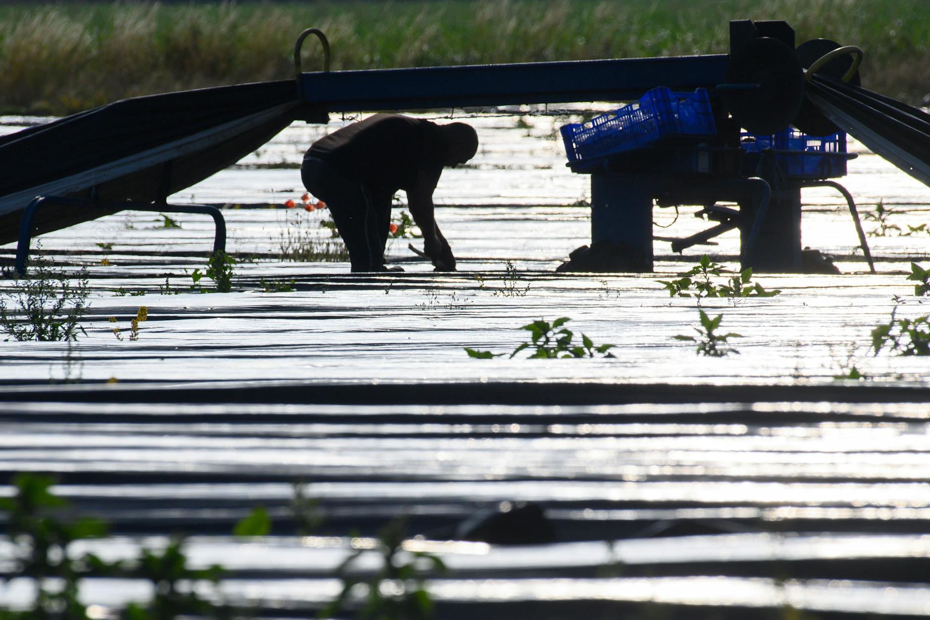 Ein Erntehelfer sticht in der Morgensonne auf einem Feld Spargel.